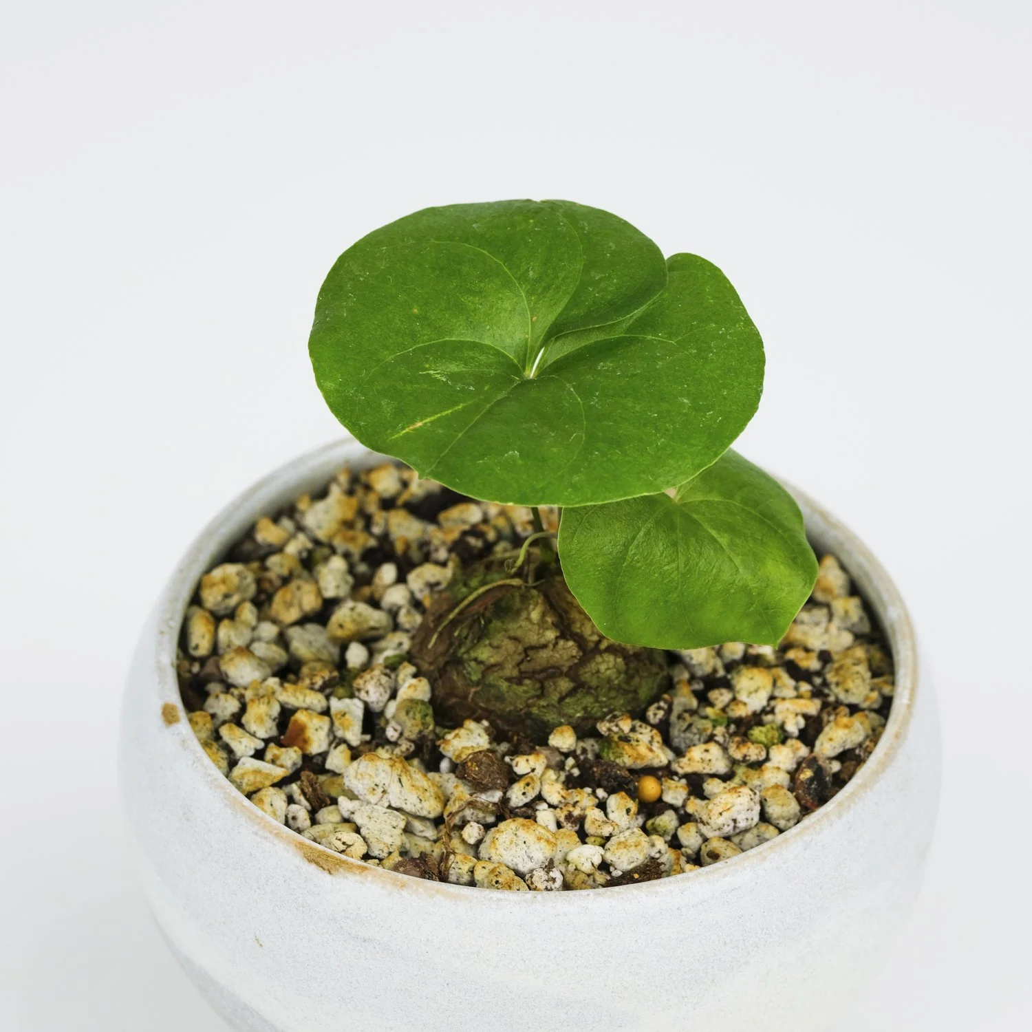 Dioscorea Elephantipes in Yaya Planter  THE MOSS & GREEN