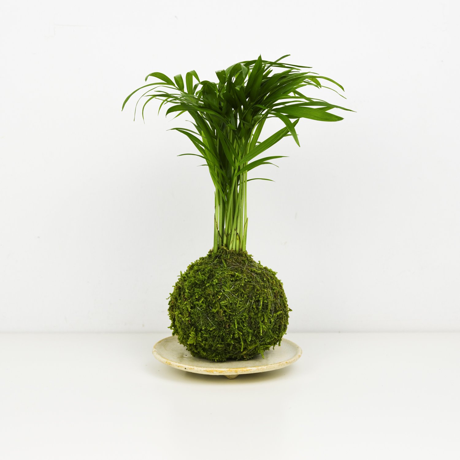 prayer plant name Prayer Plant – Plant Detectives