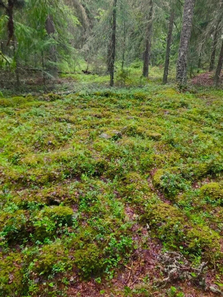 Jungfrudansens hemlighet