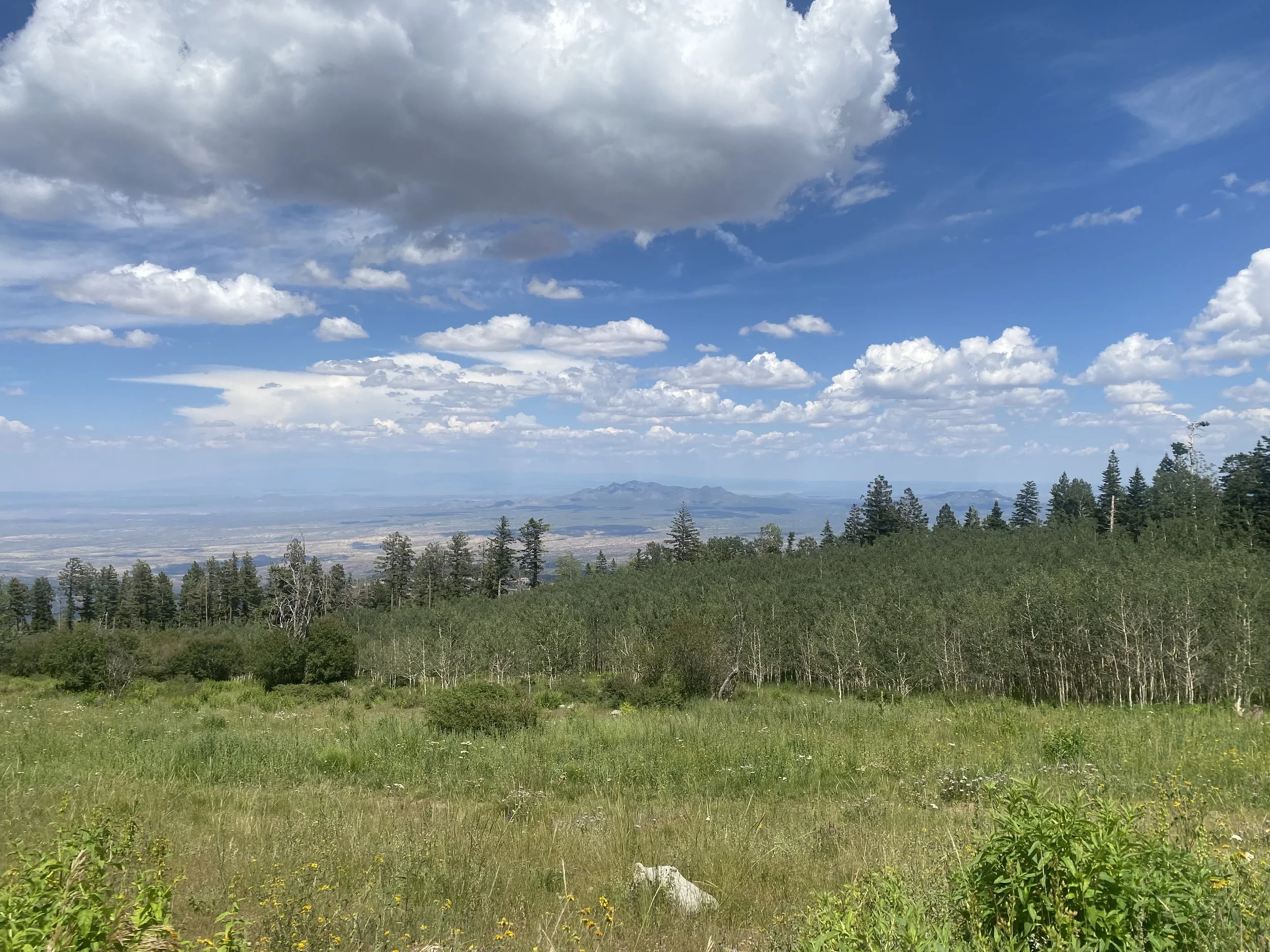 IMG_7216.jpeg (Copy)