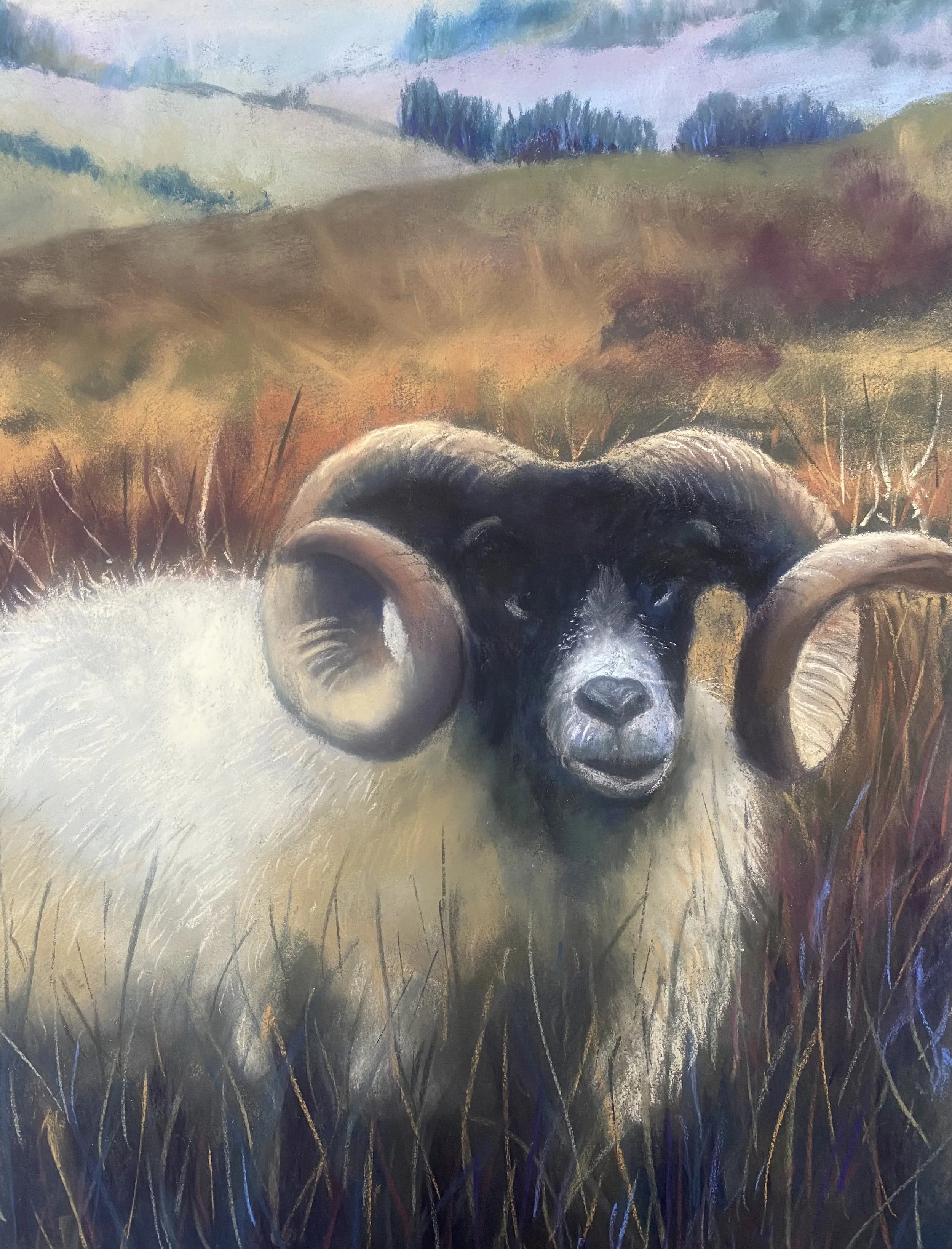 Mountain Sheep