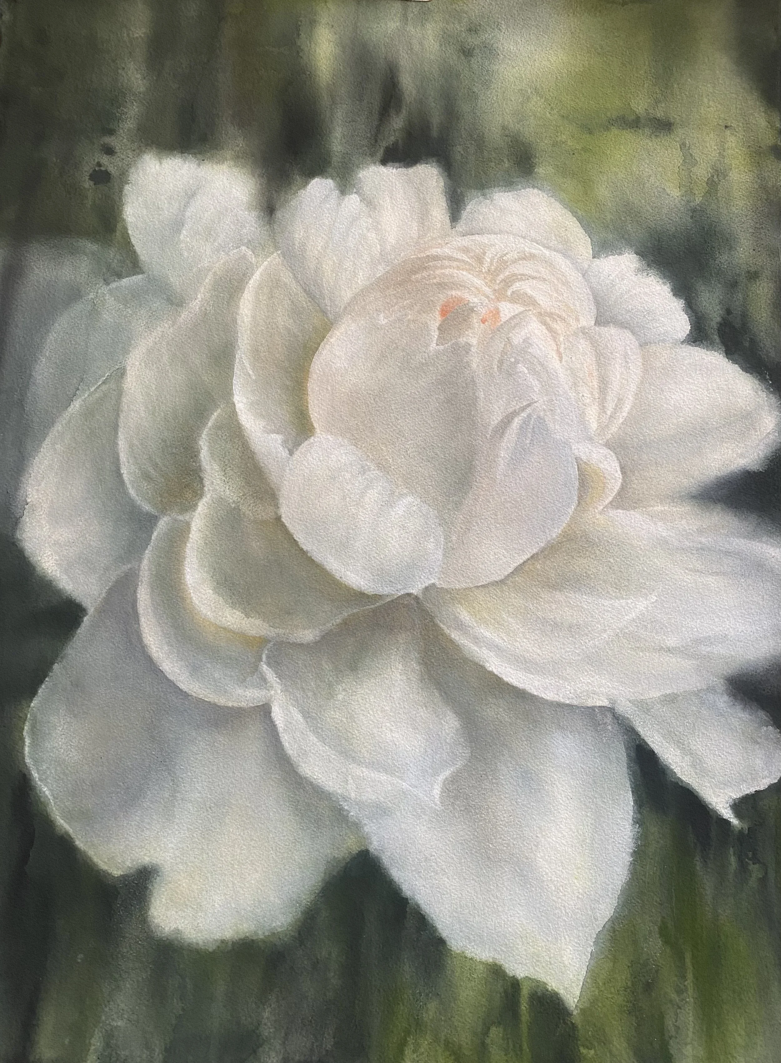 White Peony
