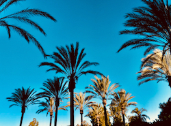 Spring Palm Trees.jpg
