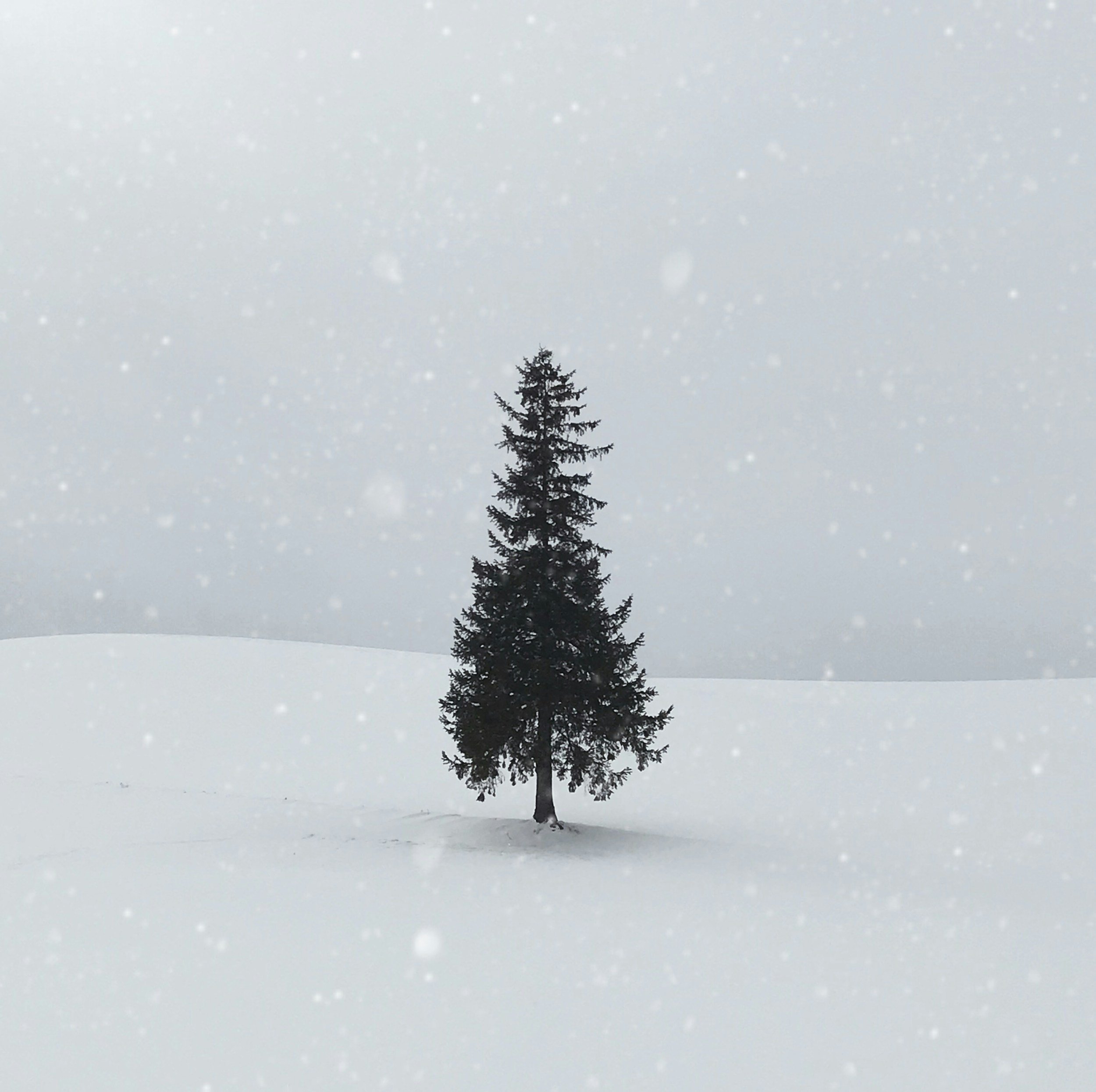 Cut Your Own Tree at Wellington Lake 2026!