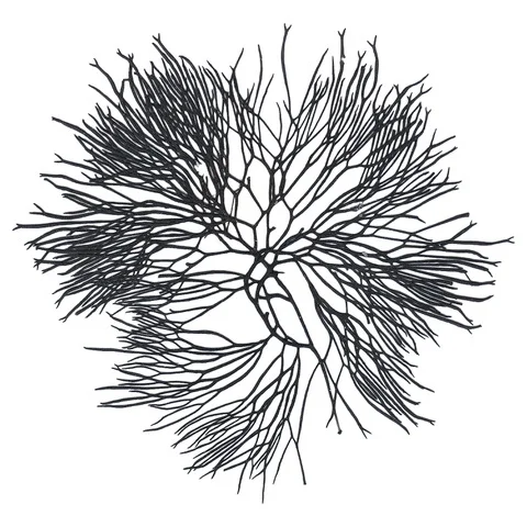 Black Paradise 10 x 10.jpeg