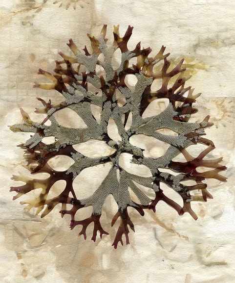 Eco Series- Sea Snowflake (IRISH MOSS).jpeg