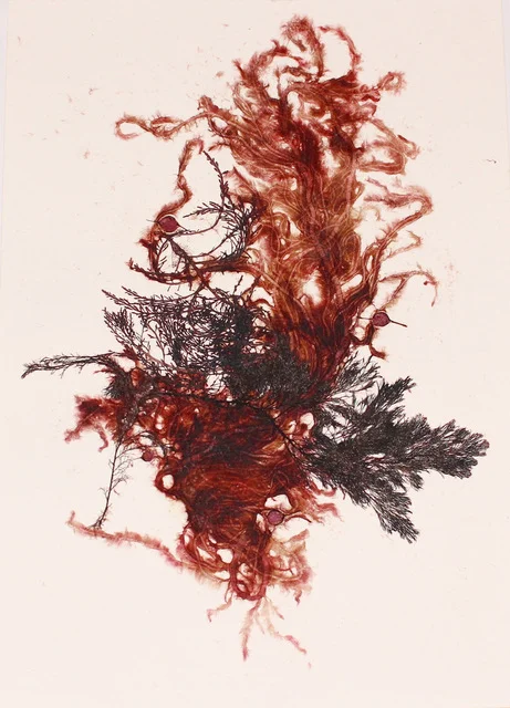 Sargassum elegans.jpeg