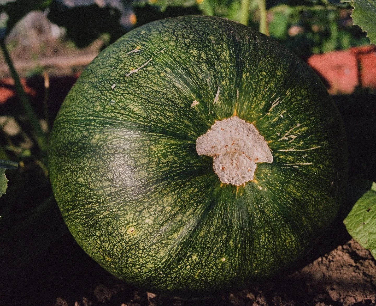 Allotment details

#portra400 #documentaryphotographer