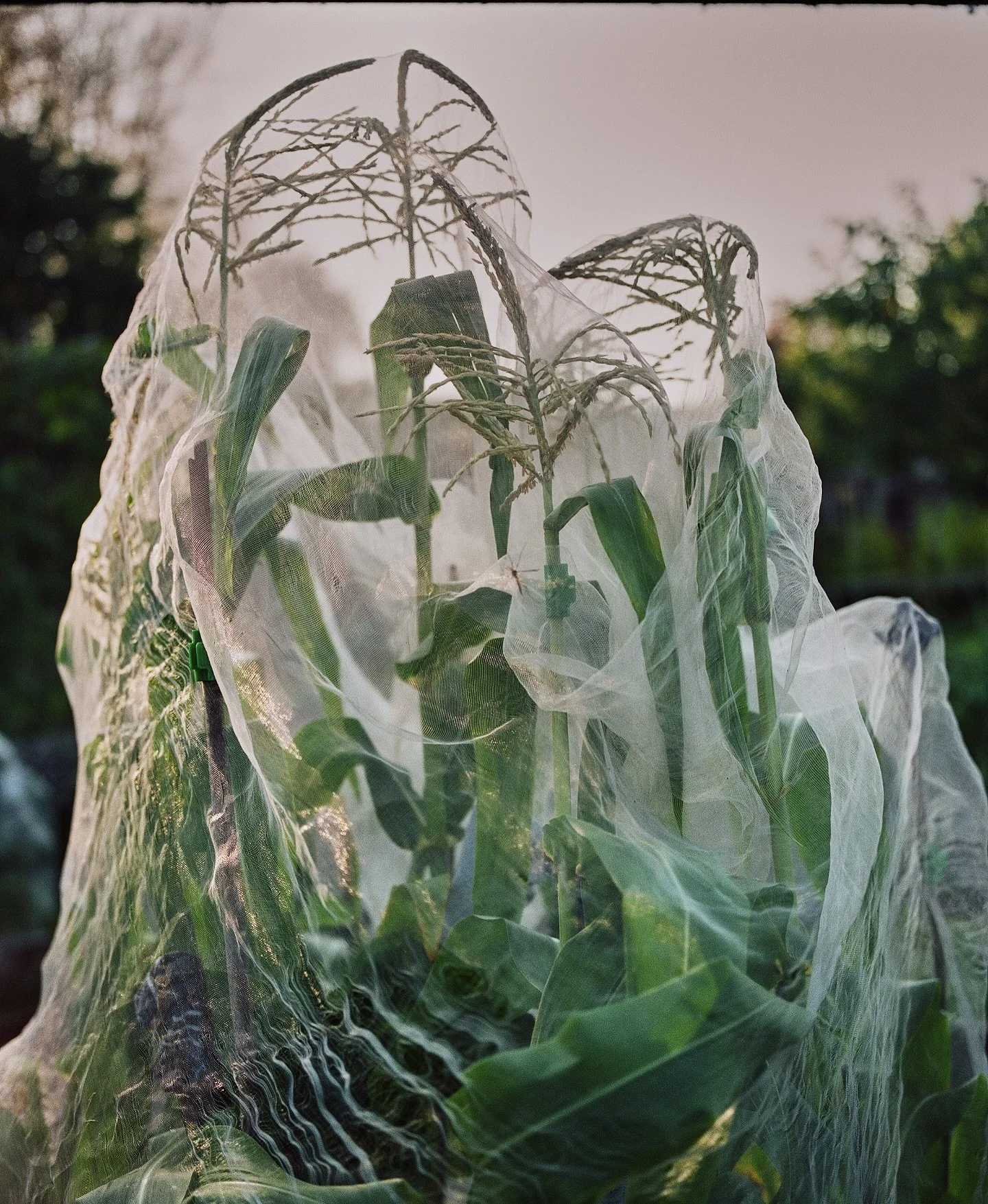 Allotment details

#portra400