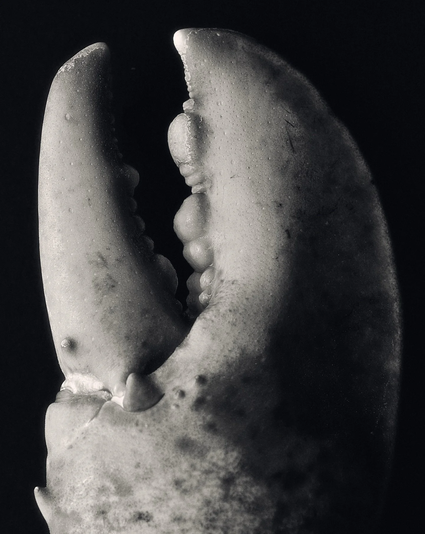 Still life test - Lobster