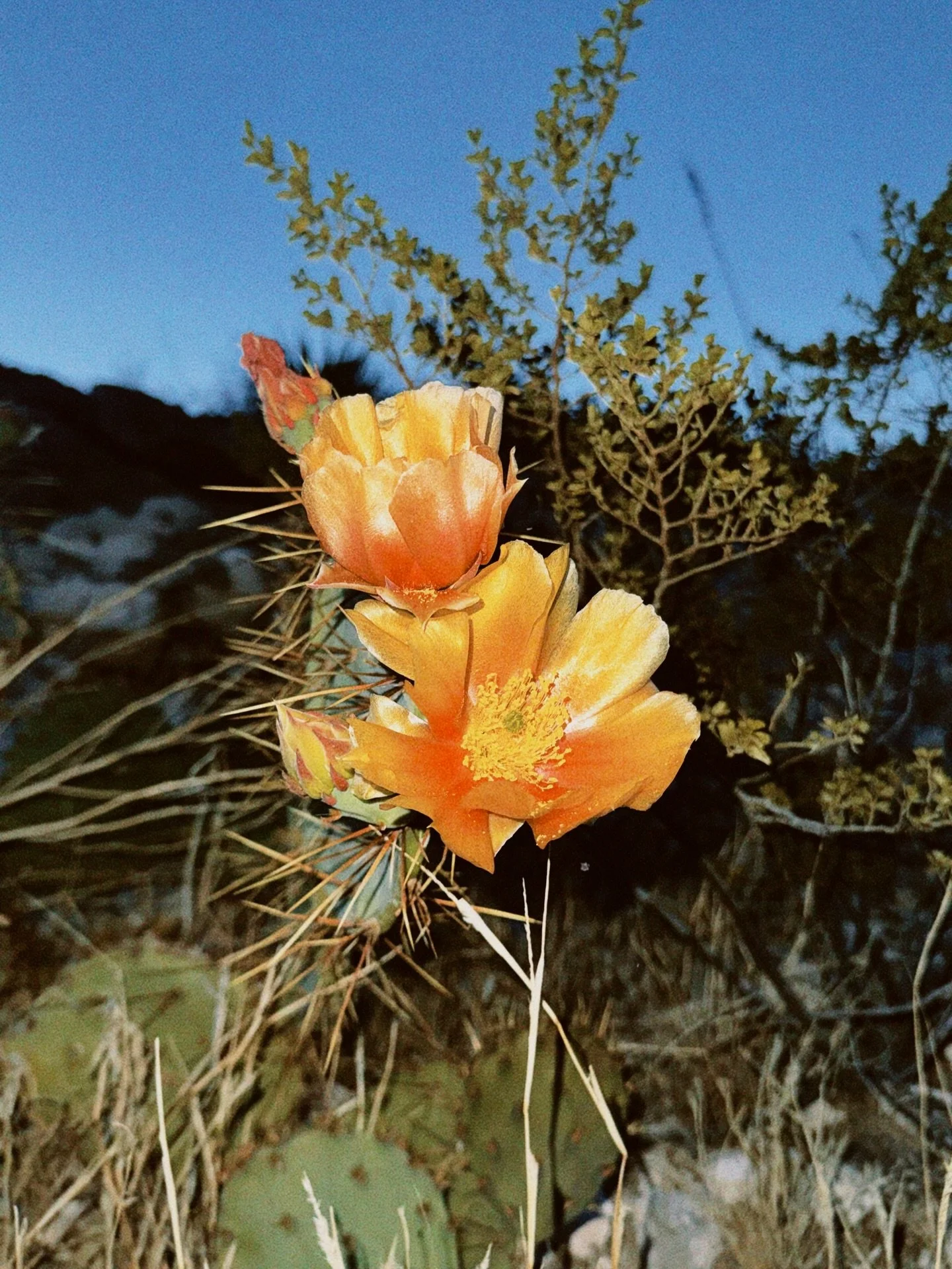 You can read whatever you like into signs, but at the very least, know this: every sign you notice is proof that you are waking up. #eptx #elpaso #outdoorsphotography