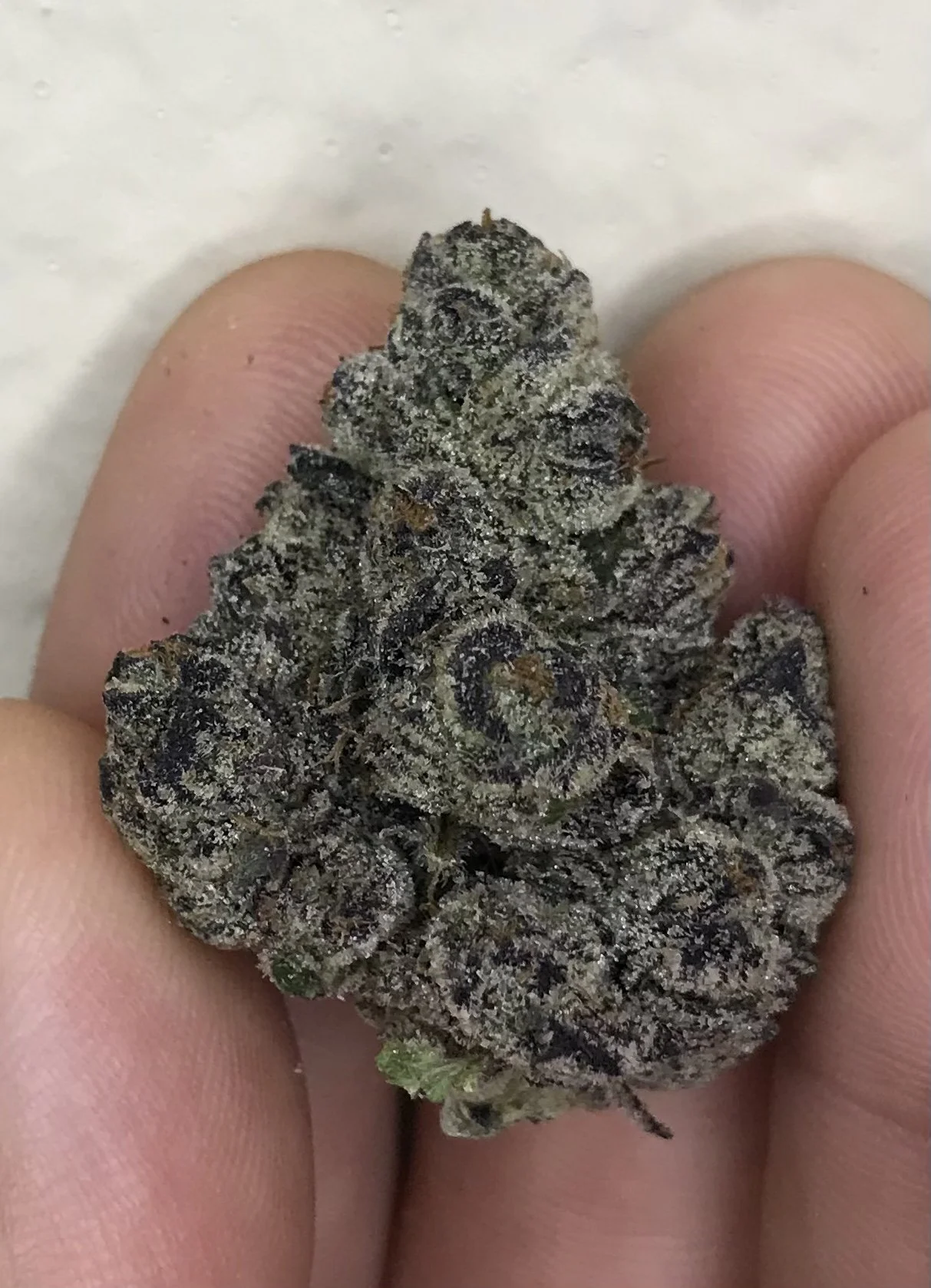 XOXO - BlackBerry x Pink Guava x Champagne