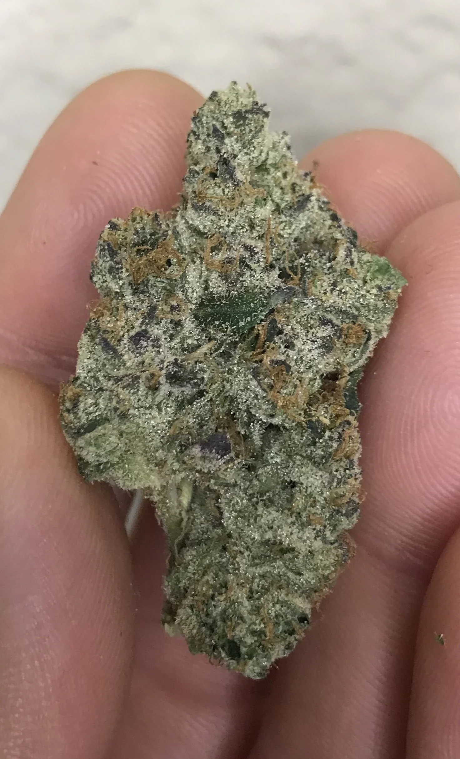 Garlic Cherry ( GMO x Cherry cookies )