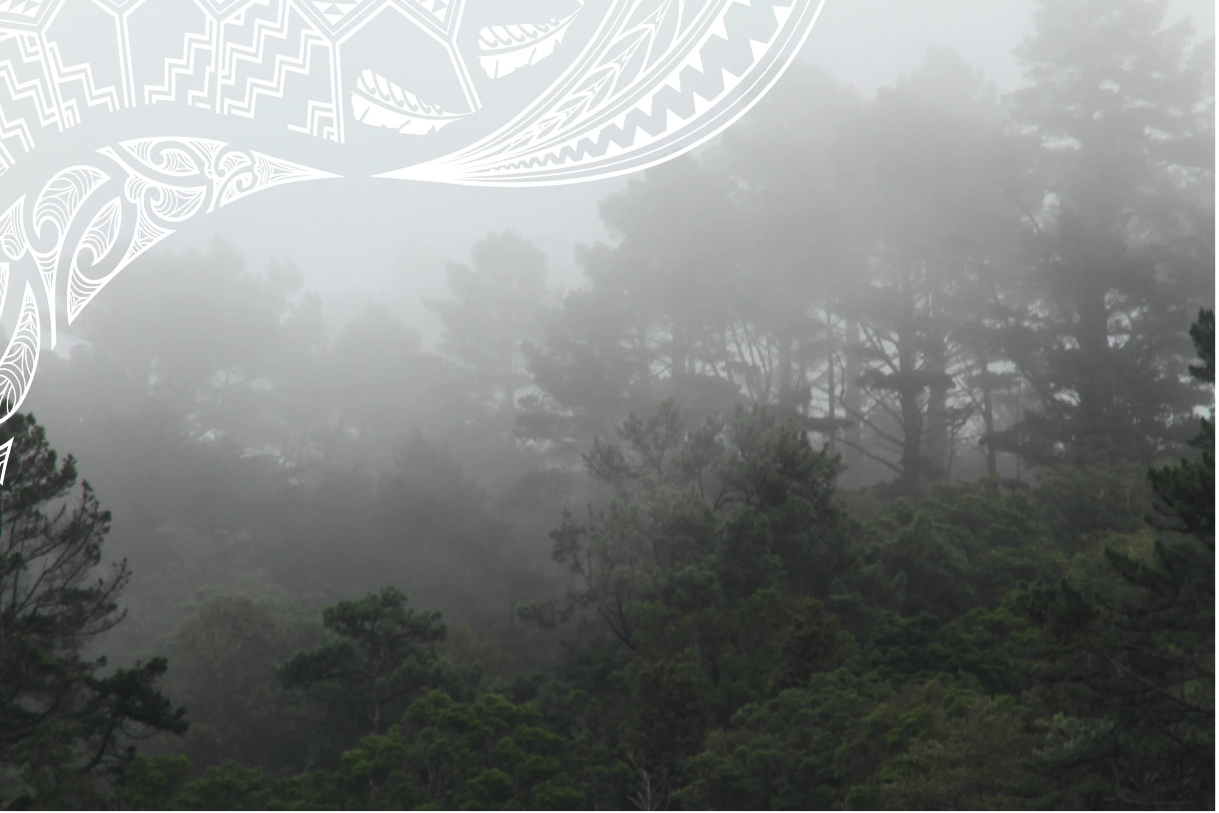 s-pope-trees-fog TM.jpg