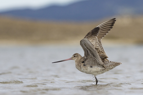 The kuaka, or bar-tailed godwit, has a strong sense of place. This resilient bird undertakes one of the longest known migrations with an annual 11,000 km non-stop migration from the Arctic to New Zealand. Kuaka fly in a flock, taking turns between leading the pack and supporting the leader. Image sourced from iNaturalist