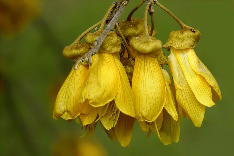 The bright-yellow kowhai is our unofficial national flower. We’ve put it in paintings, and on stamps and coins. Birds love them too!
