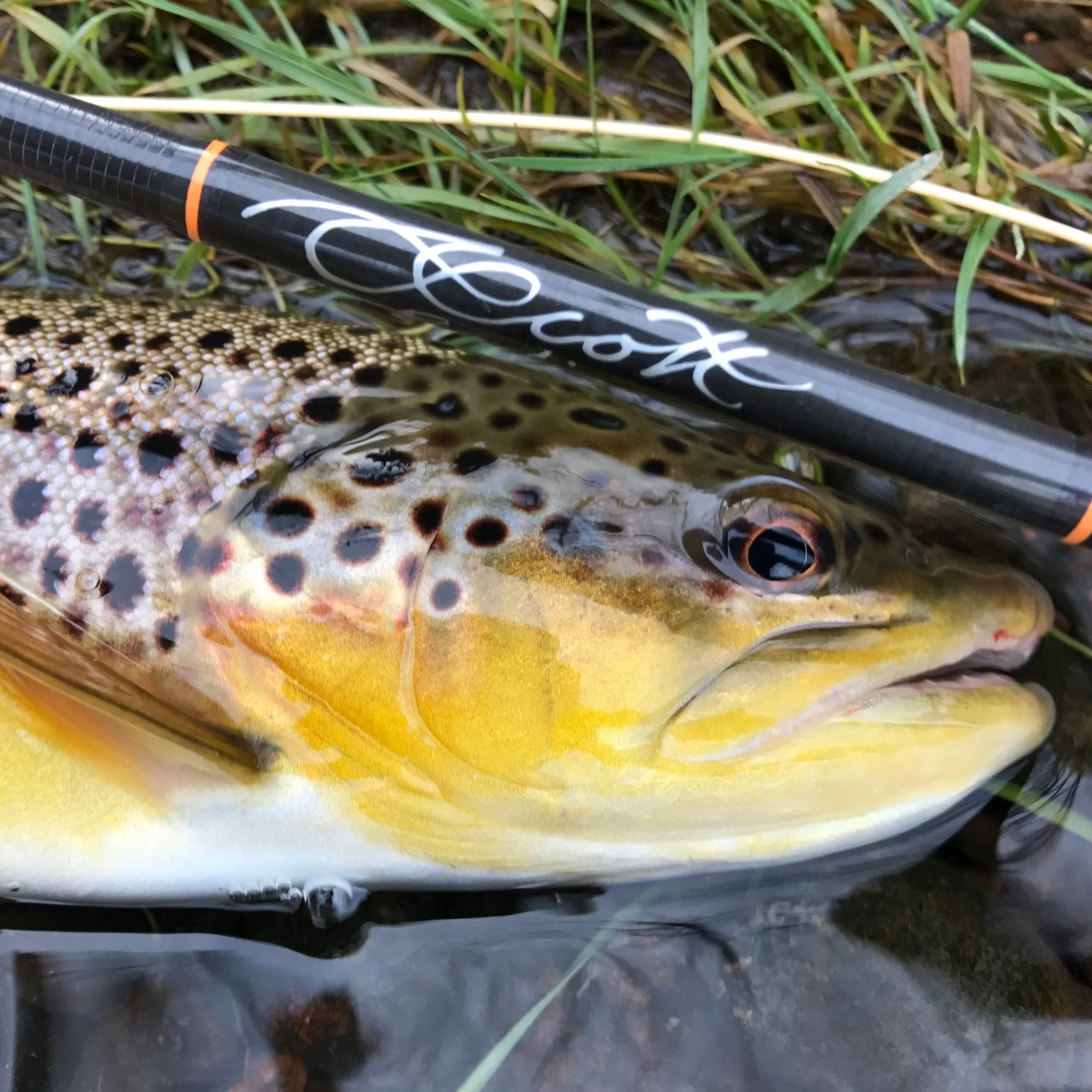 Southern Fishing That Will Make You Say Wow