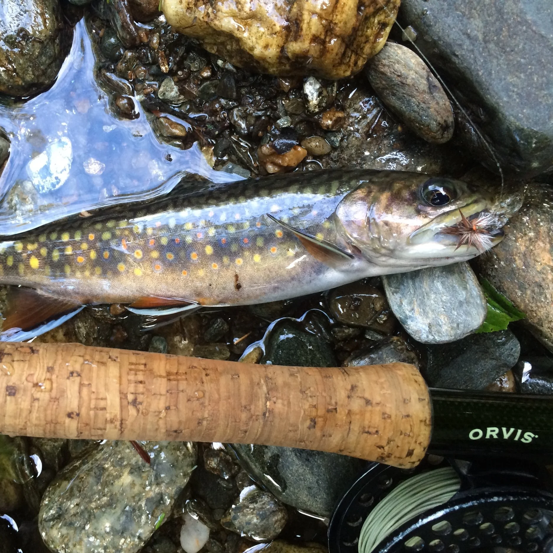 Southern Fishing That Will Make You Say Wow
