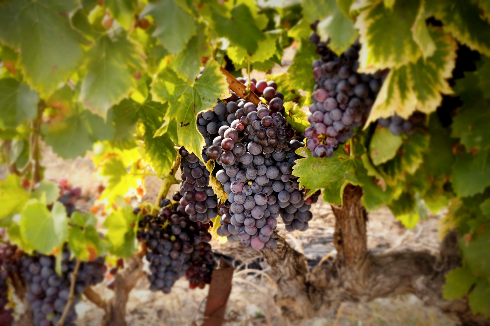 Wine Country, Redwoods & Yosemite Tour
