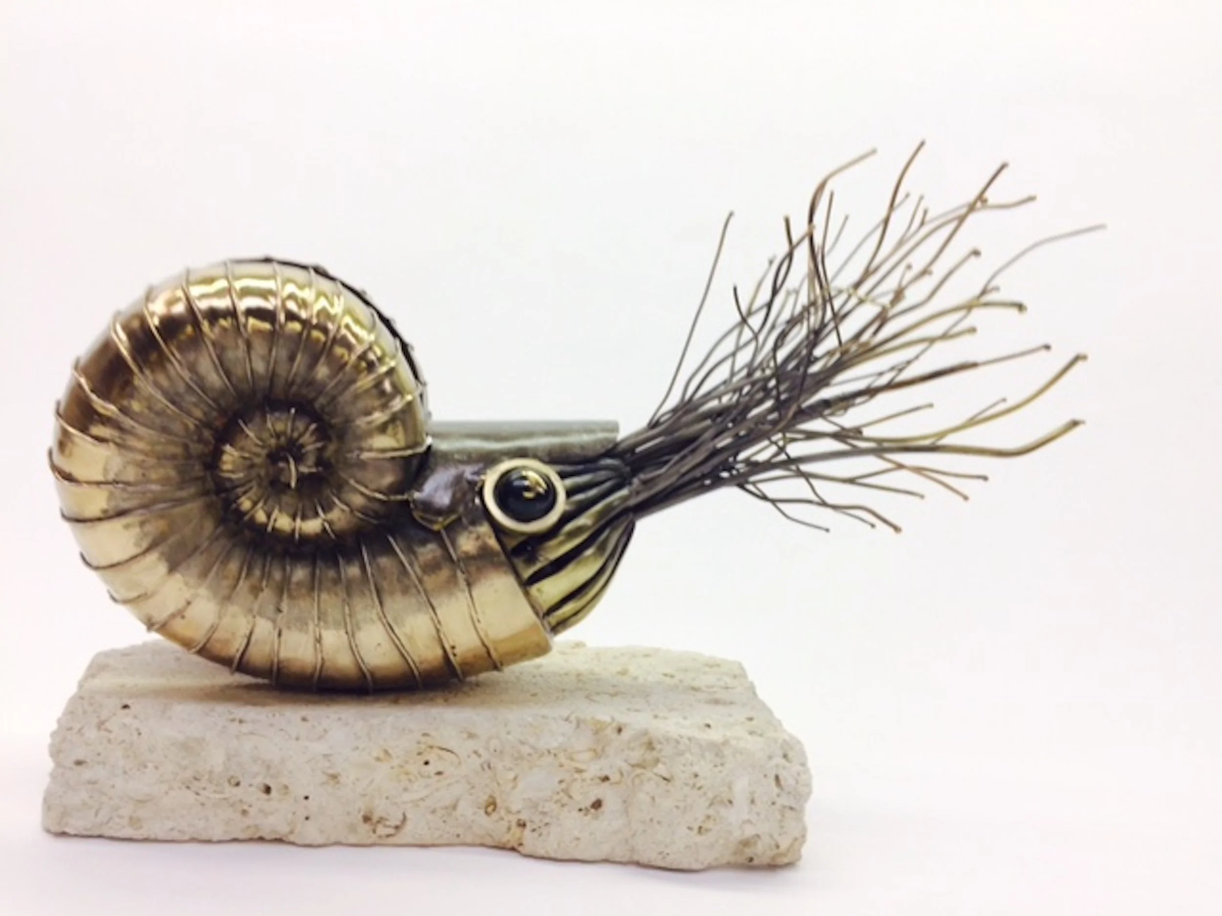 Chambered Nautilus