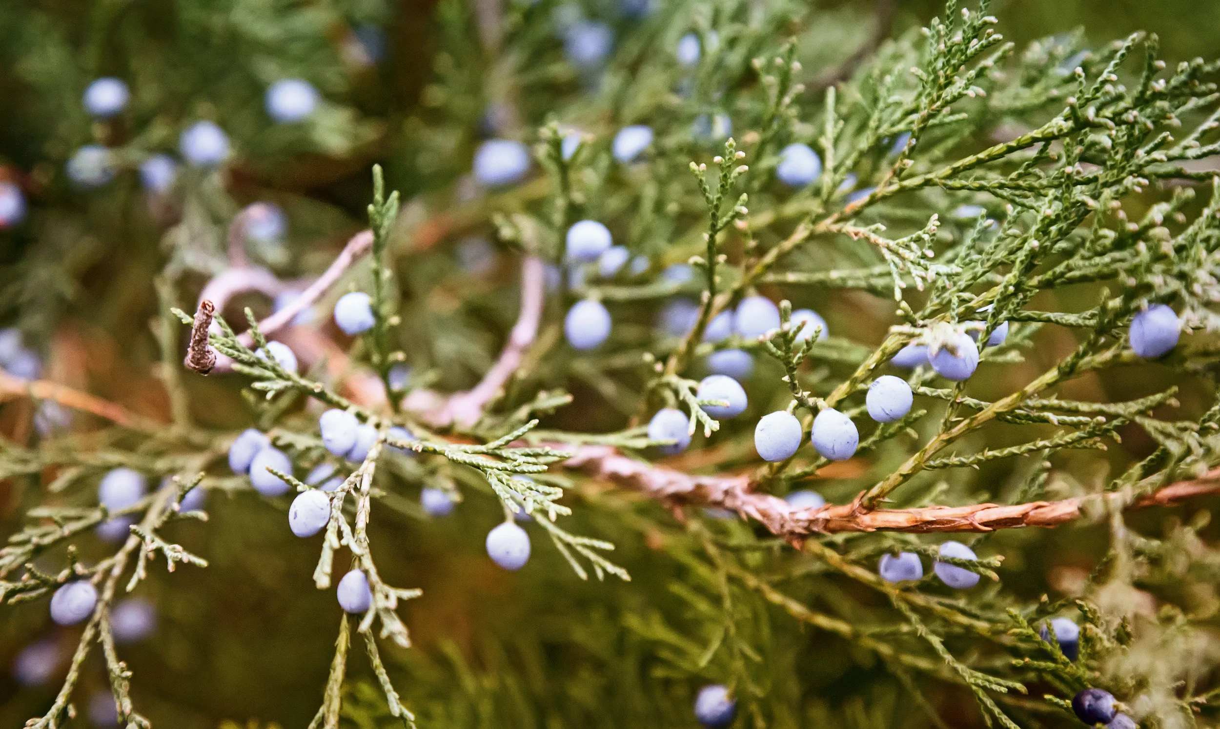 080534034-juniper-tree-beautiful-branche.jpeg