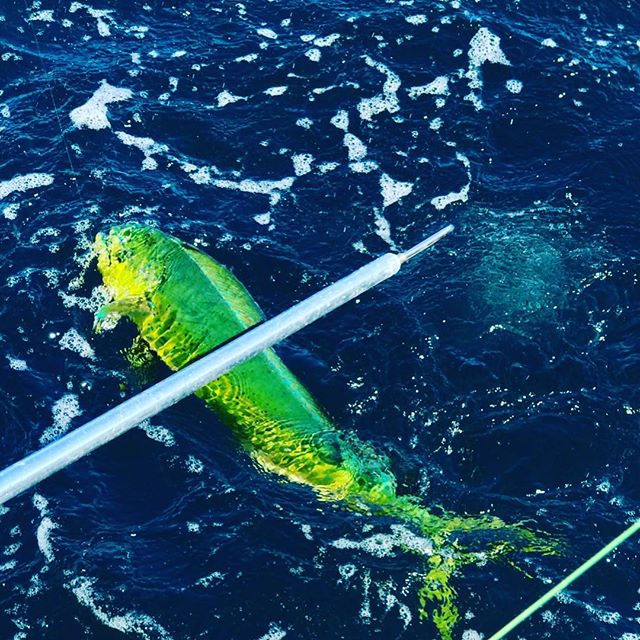 Definitely one of the prettiest fish in the sea! Mahi make for an awesome fight and an excellent sandwich! 
#castright #castrightcharters #mahi #mahimahi #saltwaterfishing #dolphin #dorado #capehornboats #everglades #destinflorida #navarrebeach #30a 