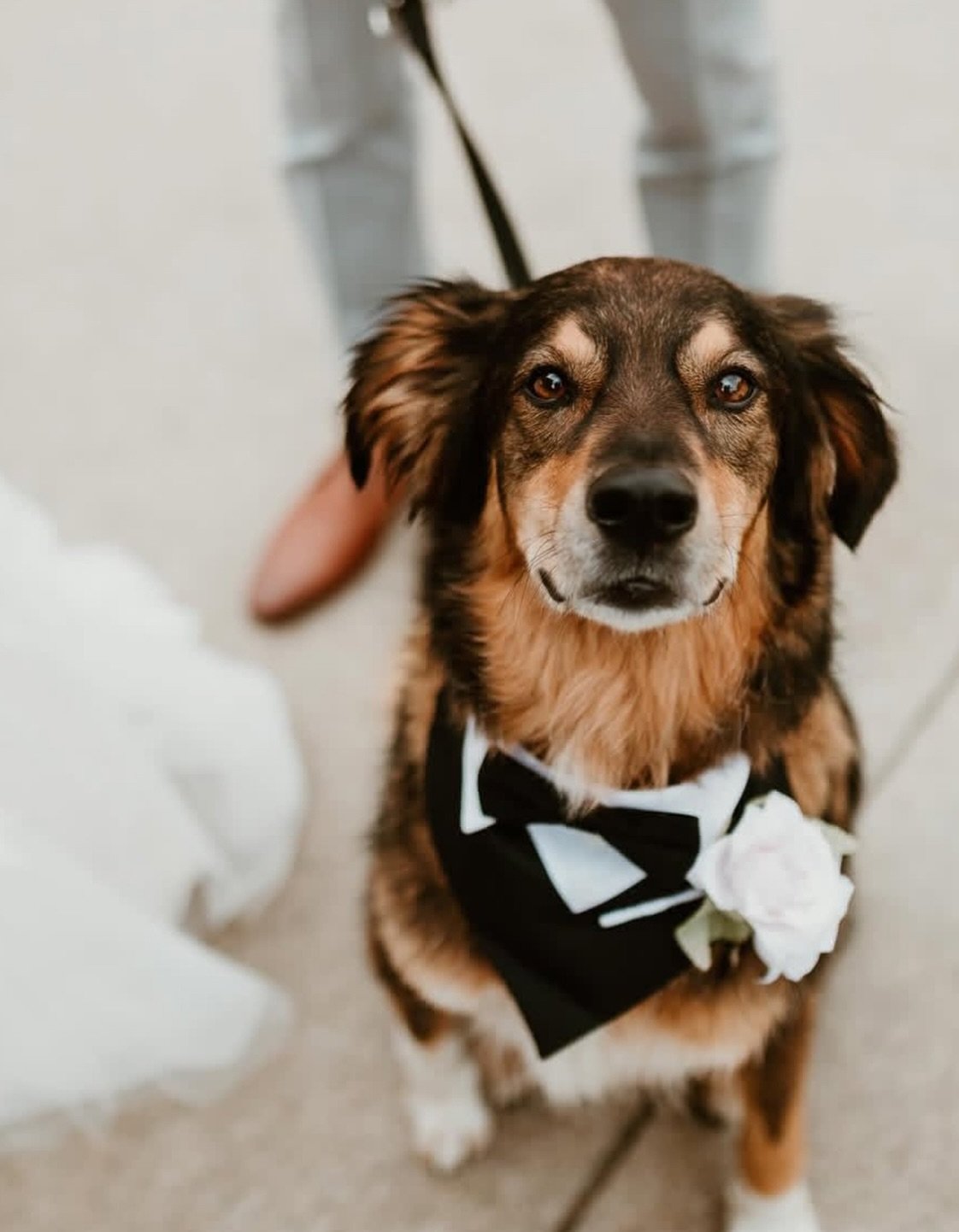 We often get asked, do we allow dogs? The answer is YES, we absolutely love having your fur babies as part of your wedding day 🤍 
&bull;
#thebarnatbrookendgreenfarm #dogsatweddings #barnvenue #barnvenues #barnvenuesuk