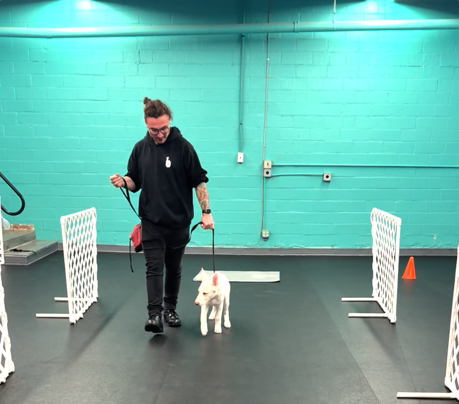 Man walking puppy on a leash