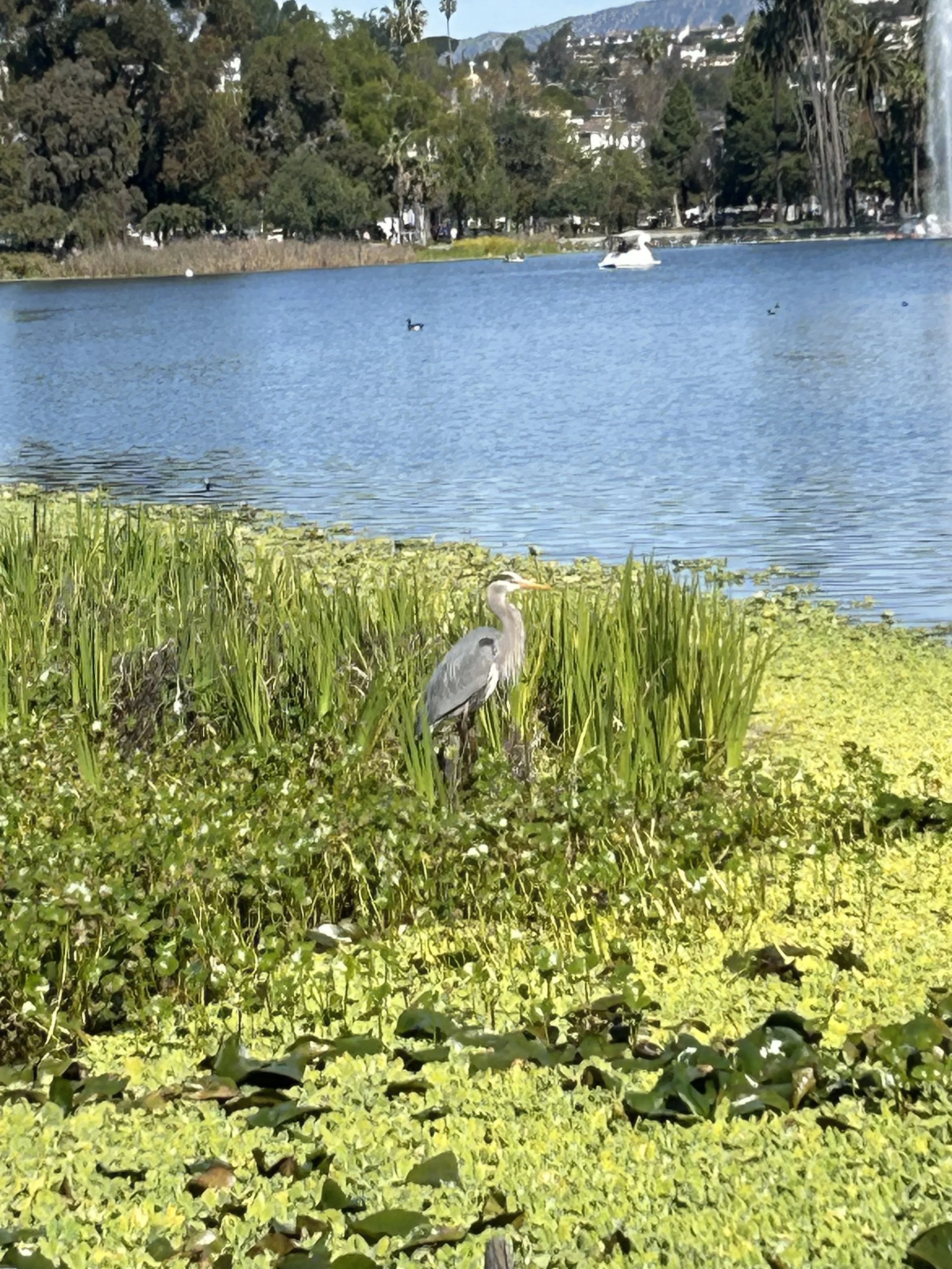 Birdwatching with Vini