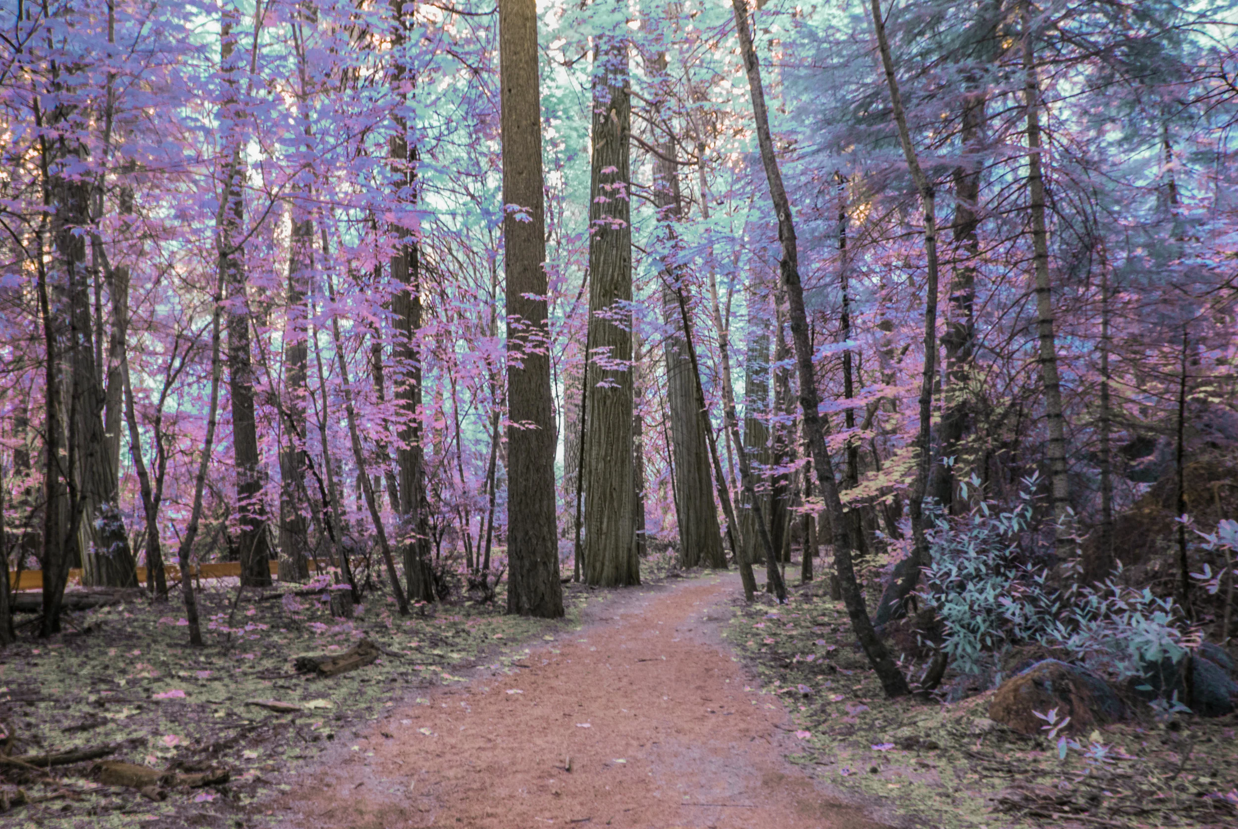 Rainbow Road - Color IR.jpg