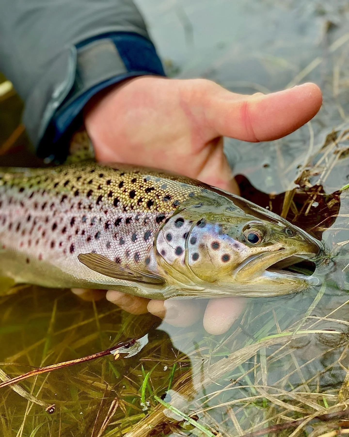 Northern Water Guide Fly Fishing New Hampshire