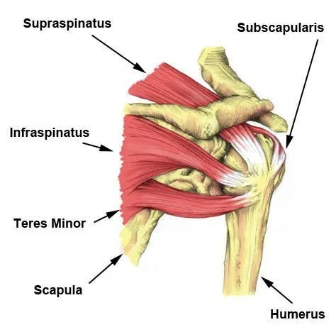 What is Rotator Cuff Related Shoulder Pain? — United Physiotherapy Group
