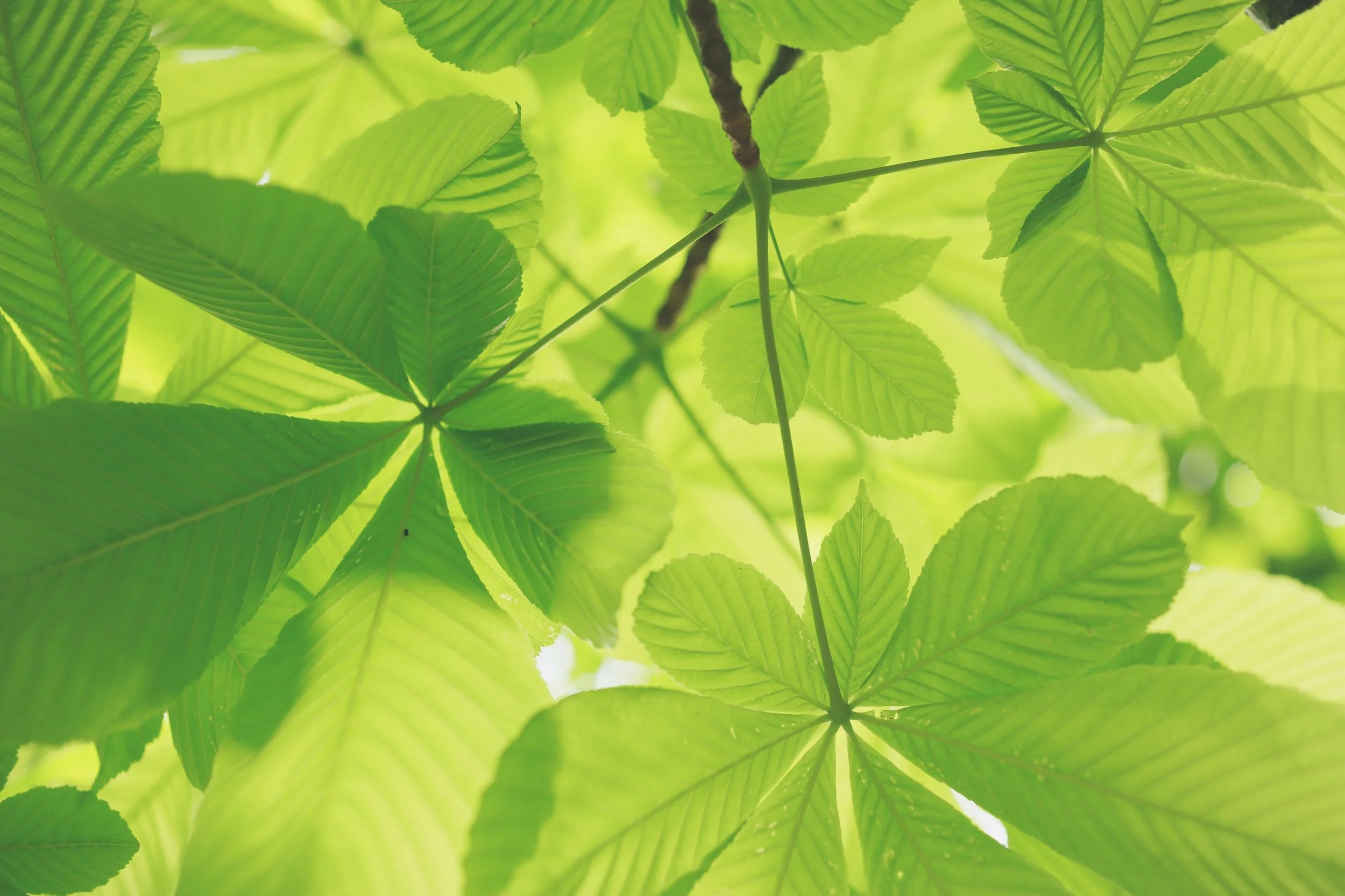 Tri-Animist Economics: The Intimate Re-Enchantment of Creation for a Regenerative Eco-Socialism