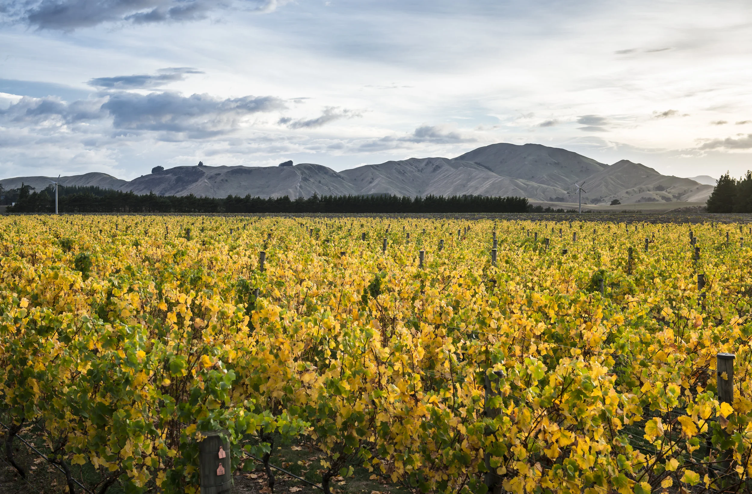 Escarpment Vineyard of New Zealand’s Wairarapa wine region (image by New Zealand Wine).