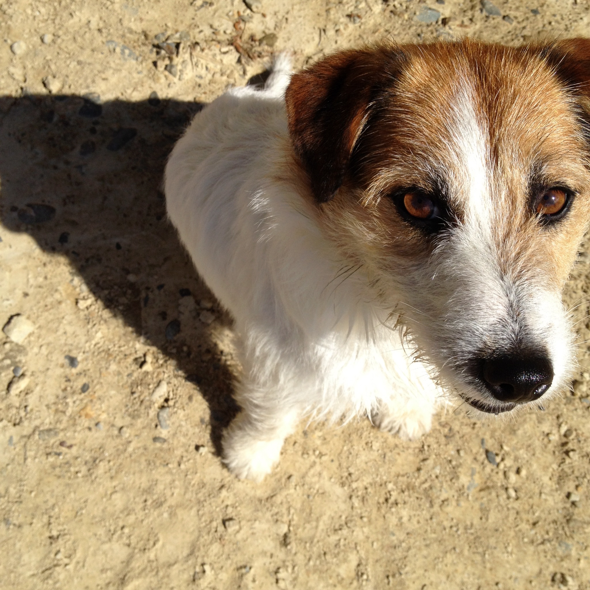 One of the Radon’s beloved pooches (image by Jacqui Gibson).