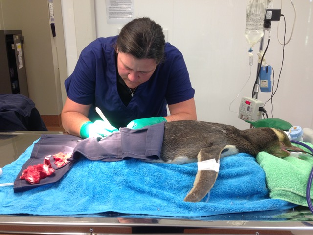 Lisa at work (image care of Lisa Argilla).