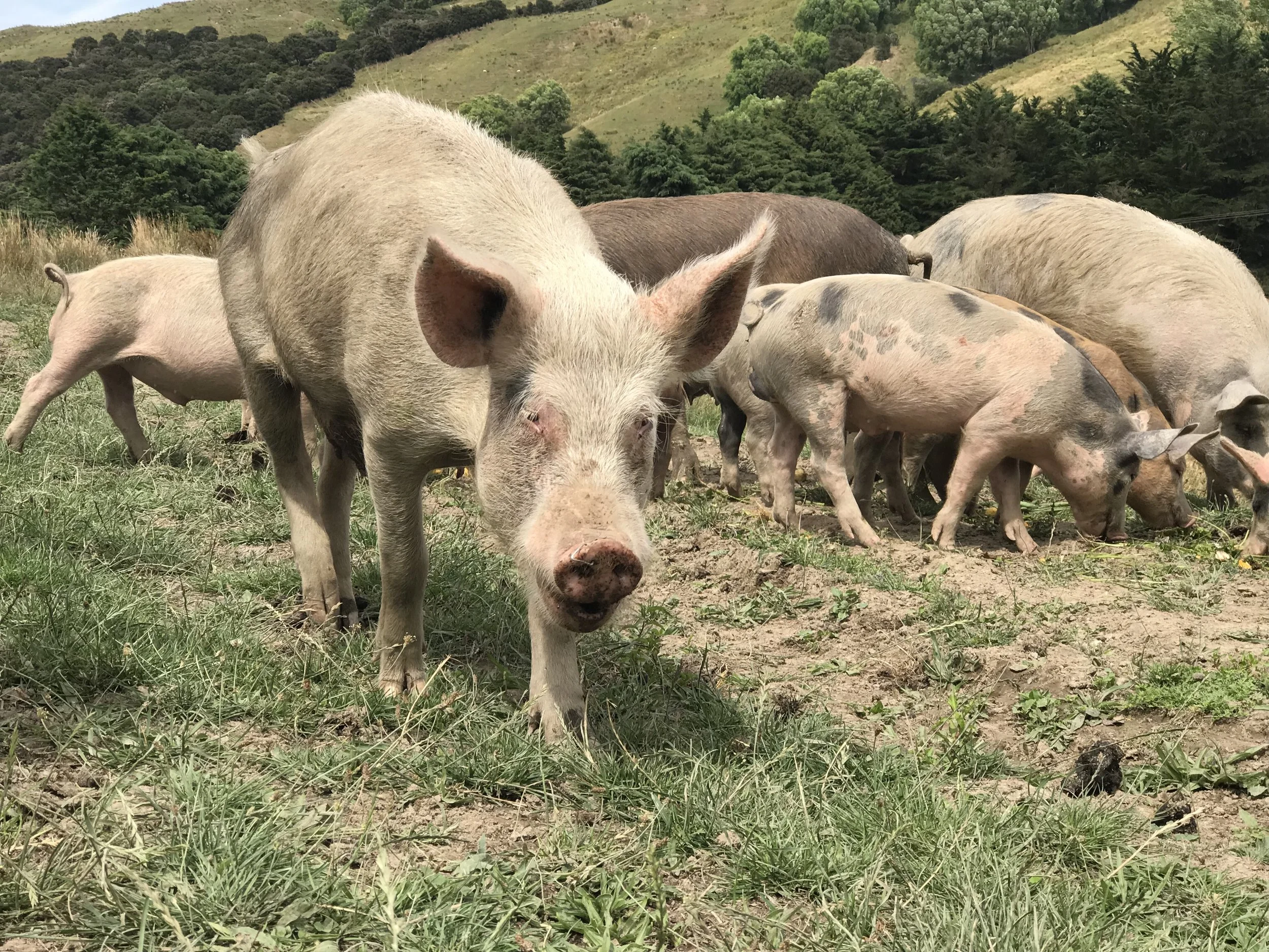 Free range pigs (image by Jacqui Gibson).