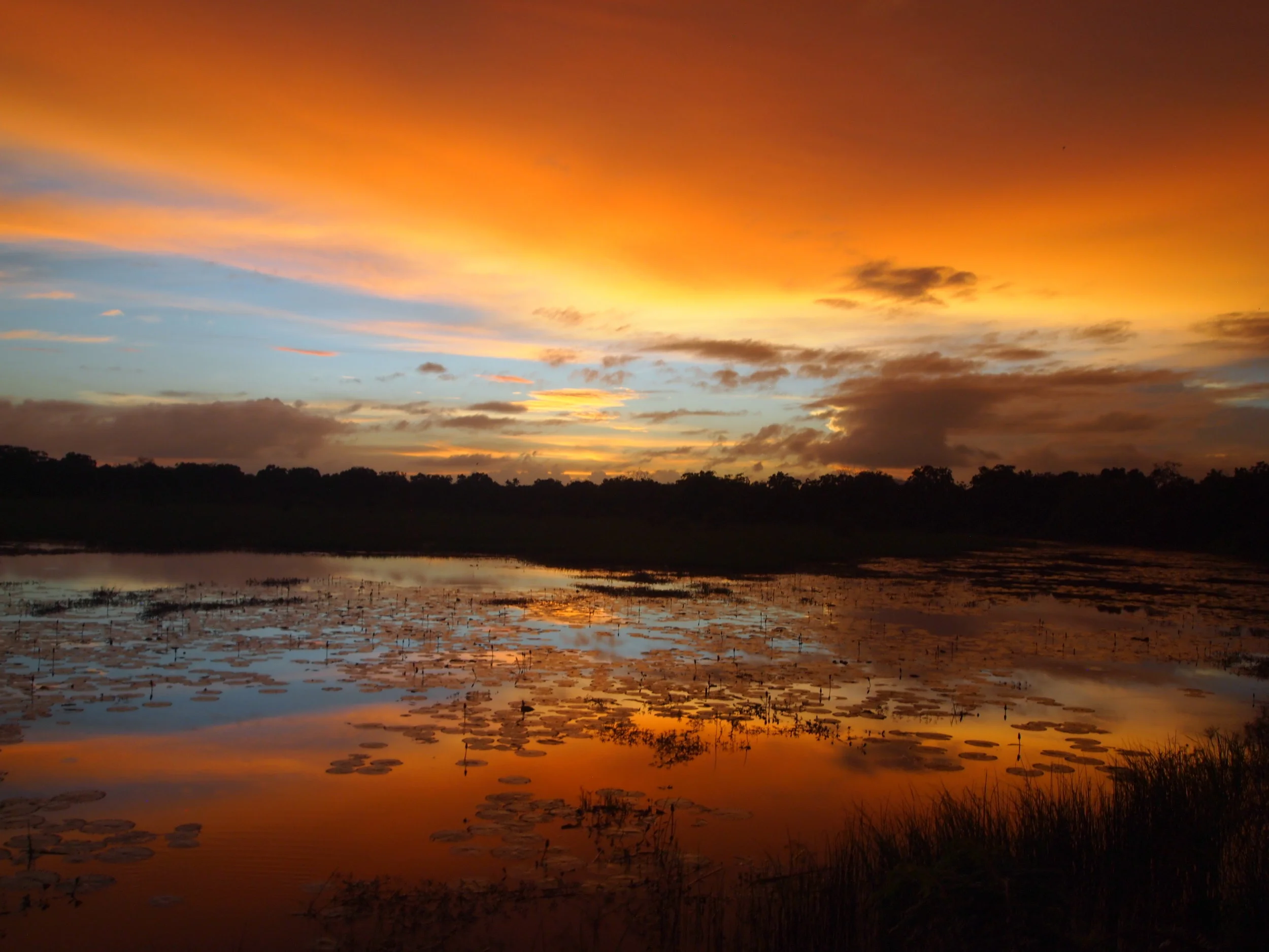 Jungle safari in Sri Lanka: a review of Kulu Safaris