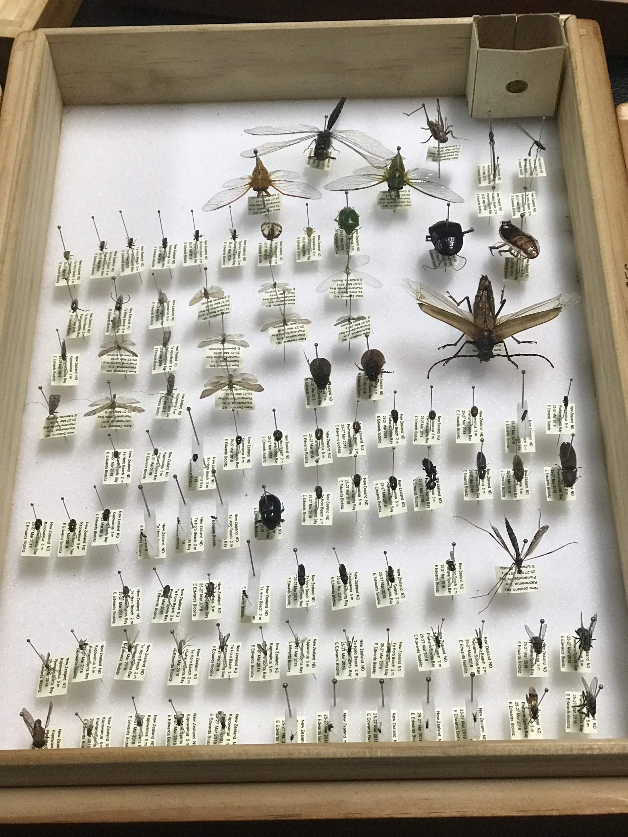 Eric Edwards’ ecology display, Te Hapua marae (image by Jacqui Gibson).