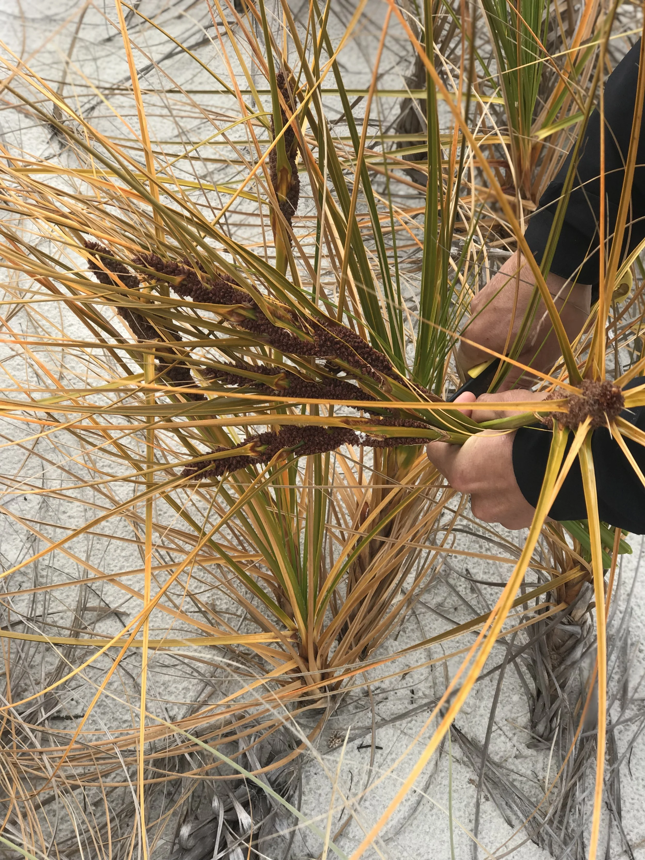 Te Hapua pīngao (image by Jacqui Gibson).