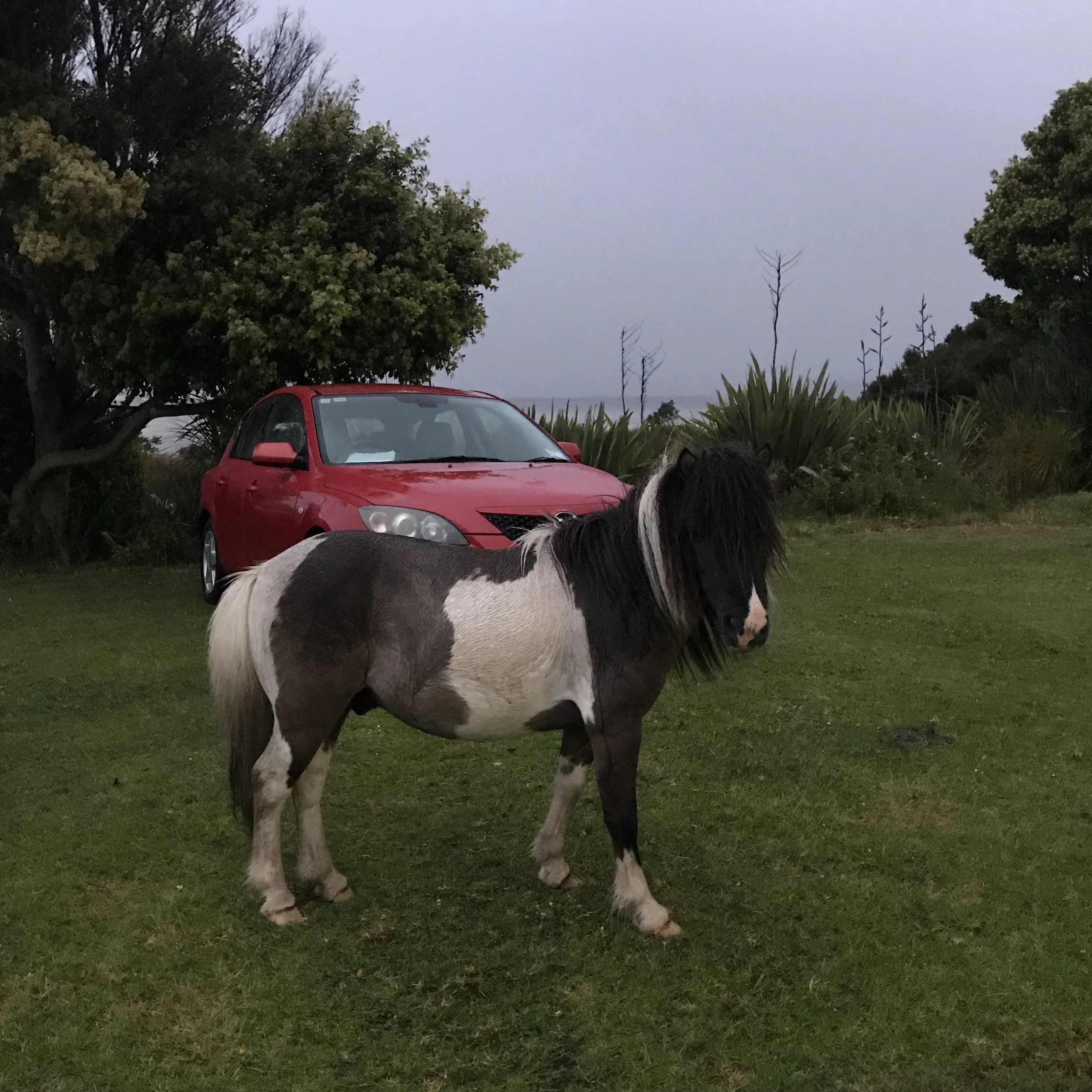 Te Hapua pony (image by Jacqui Gibson).