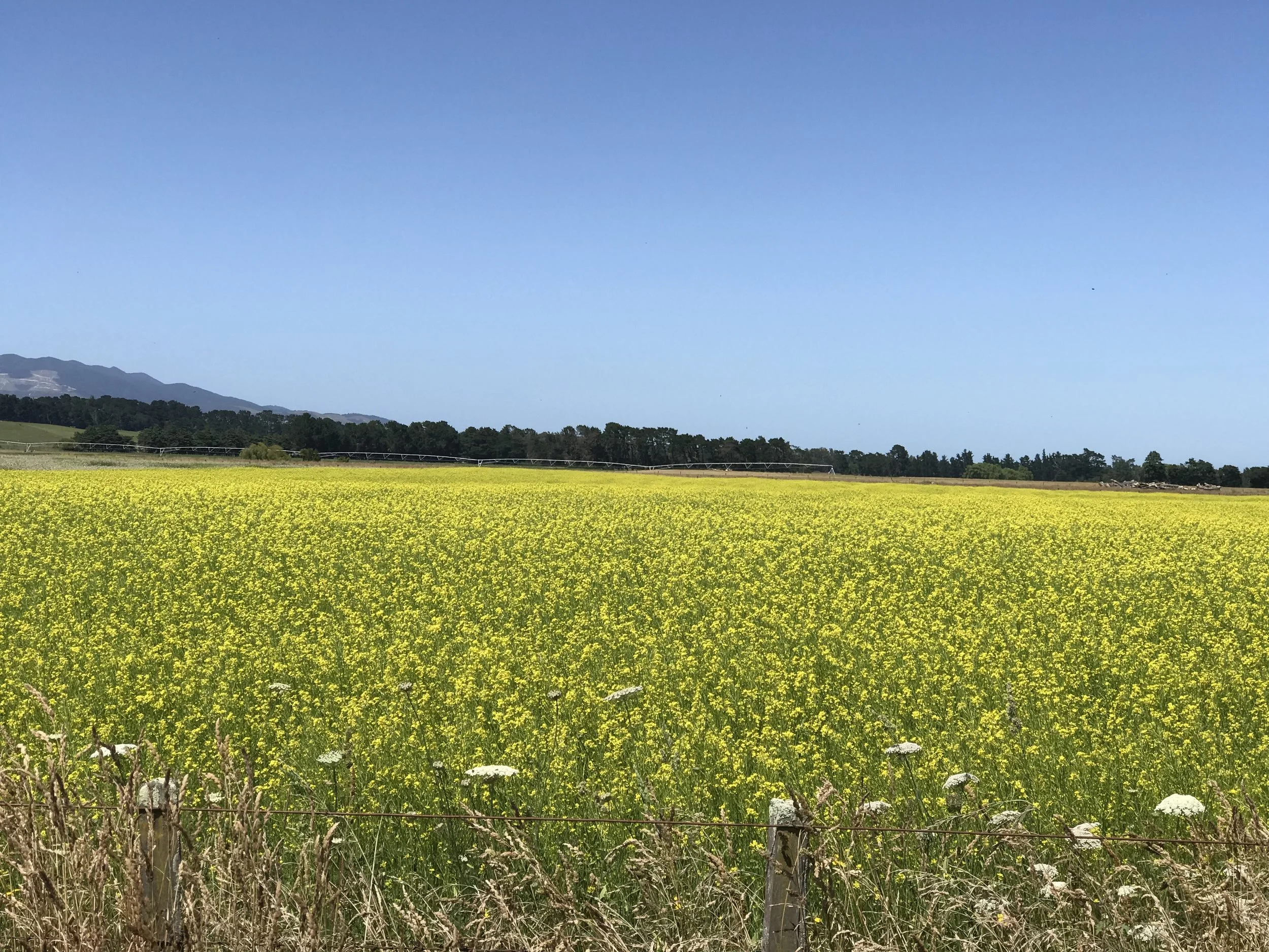 Wairarapa, New Zealand (image by Jacqui Gibson).