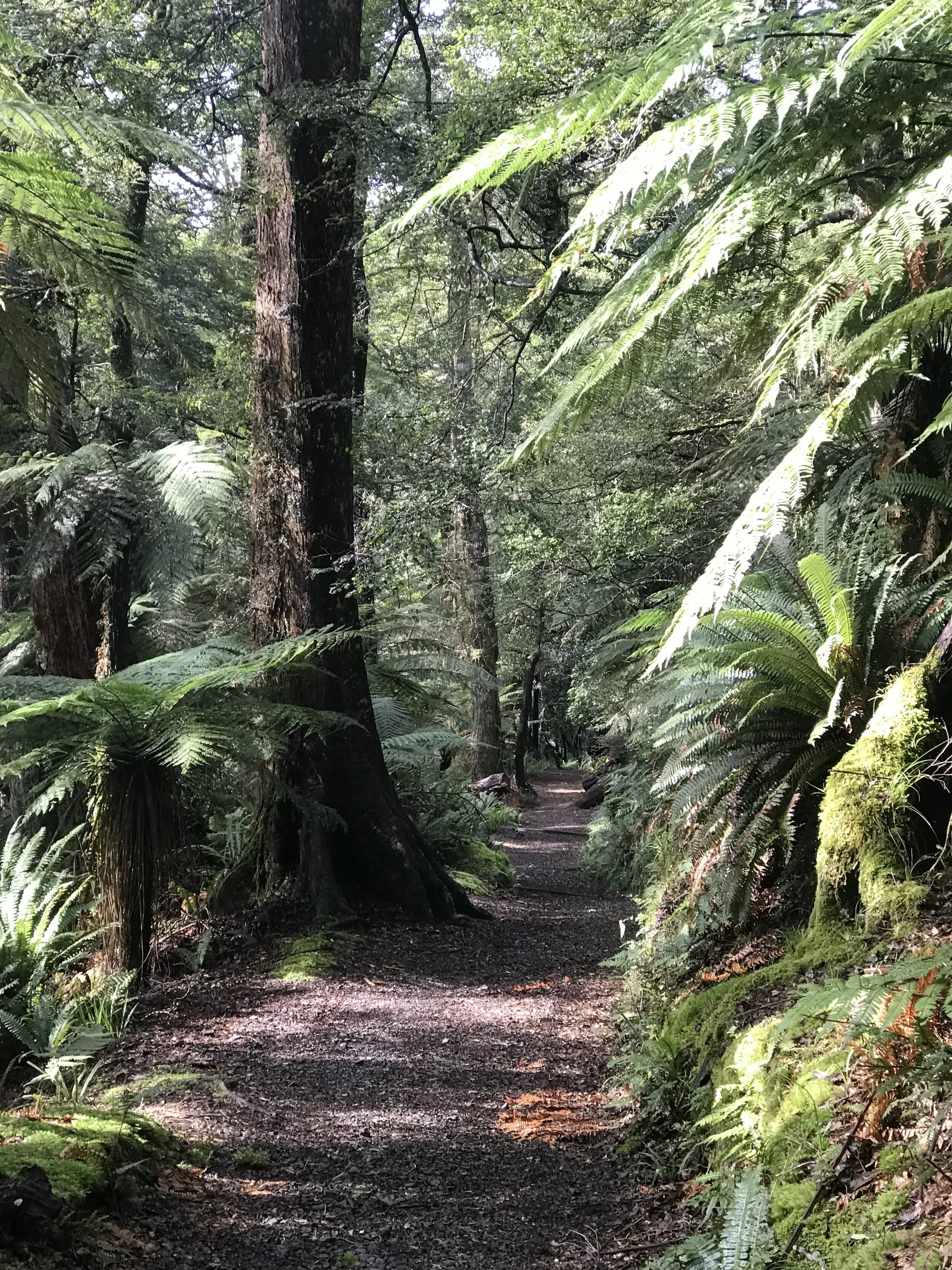 Your guide to Te Urewera