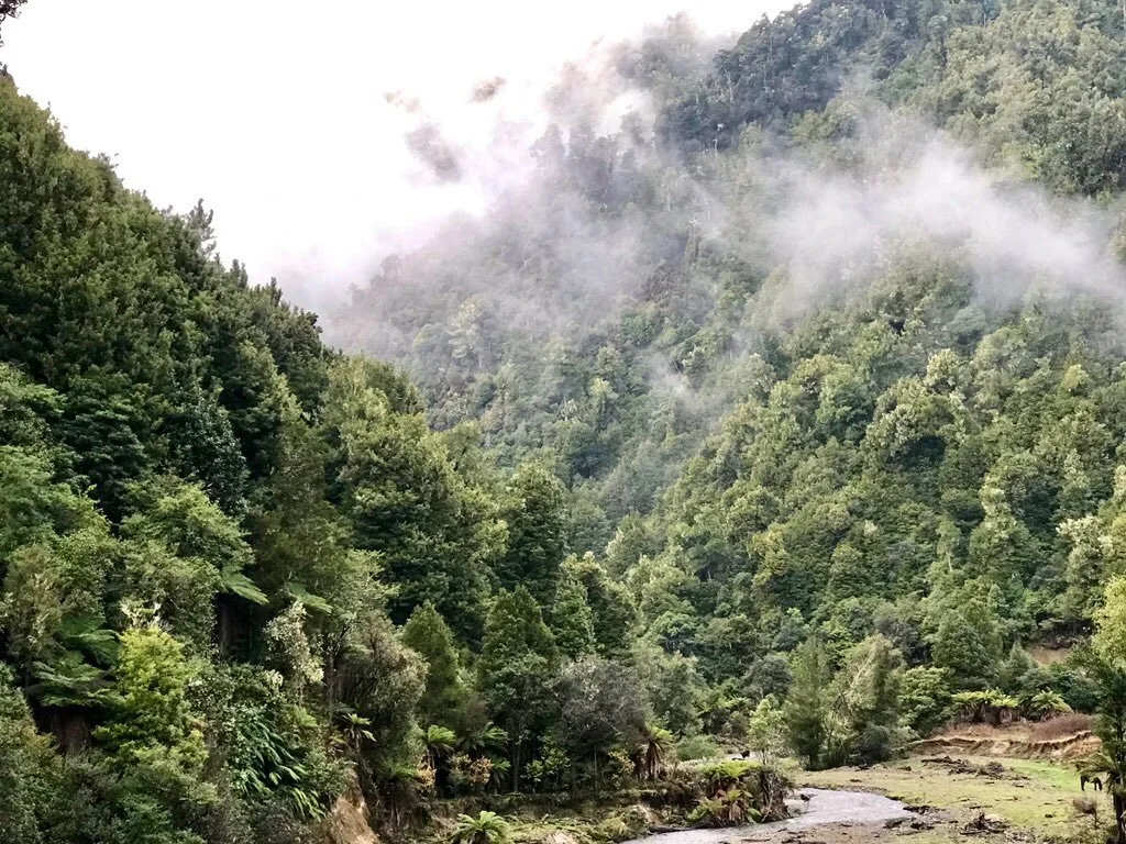 Te Urewera: how to experience the natural world in a new way