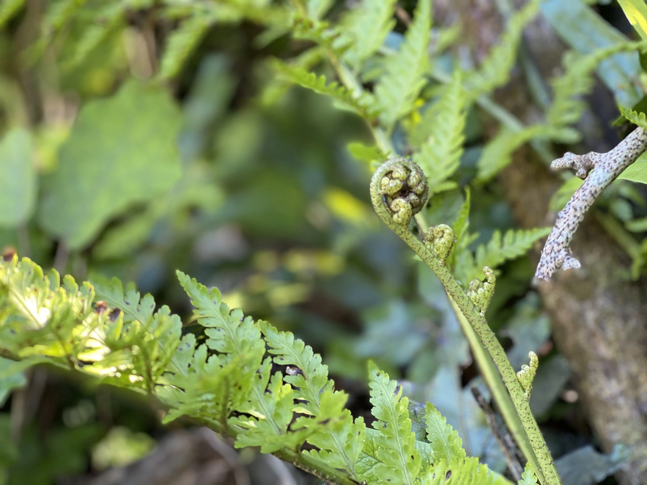 Food talk &amp; foraging with chef Joe McLeod