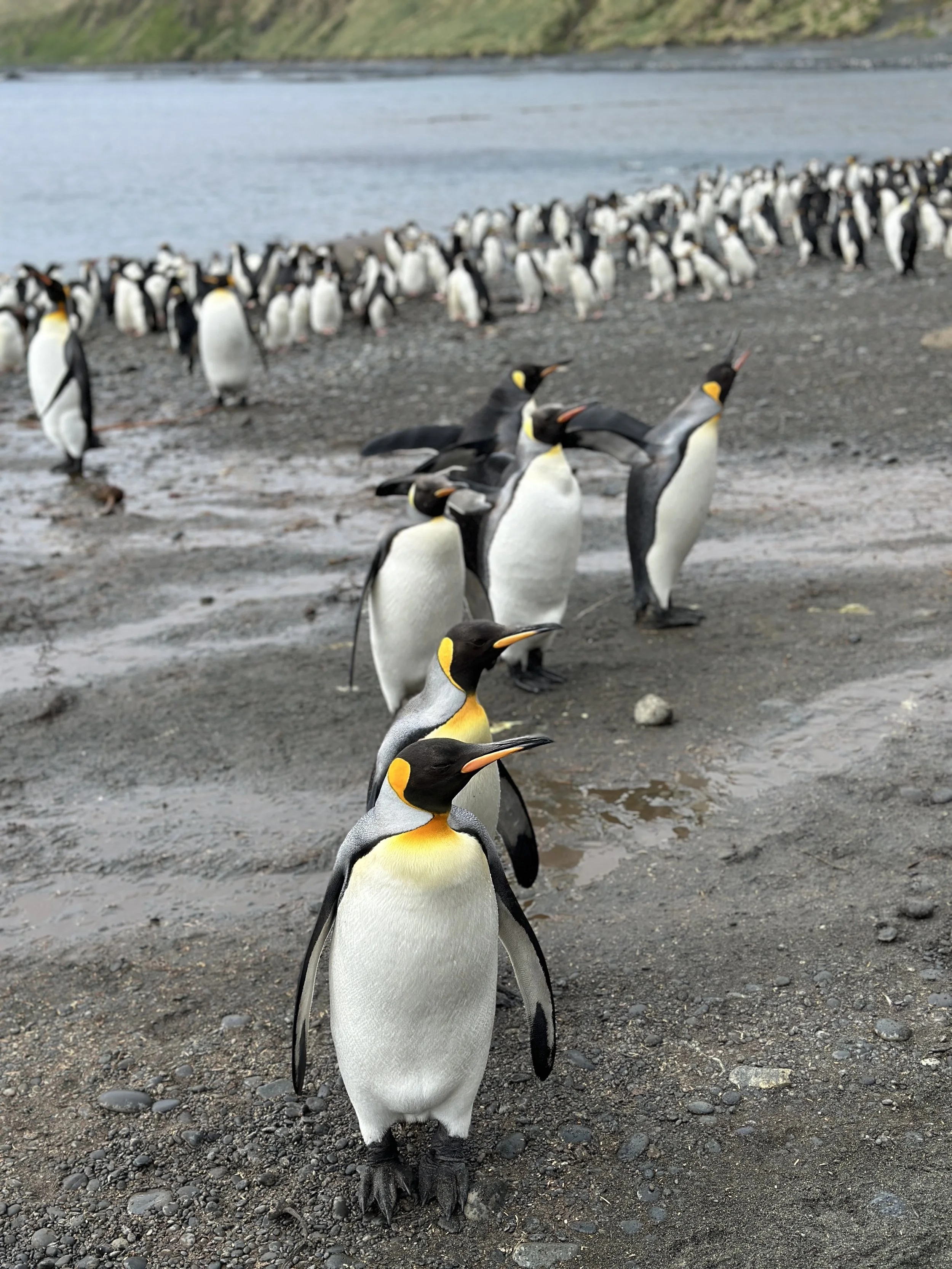 Adventure cruise: Journey to the Subantarctic Islands with Heritage Expeditions