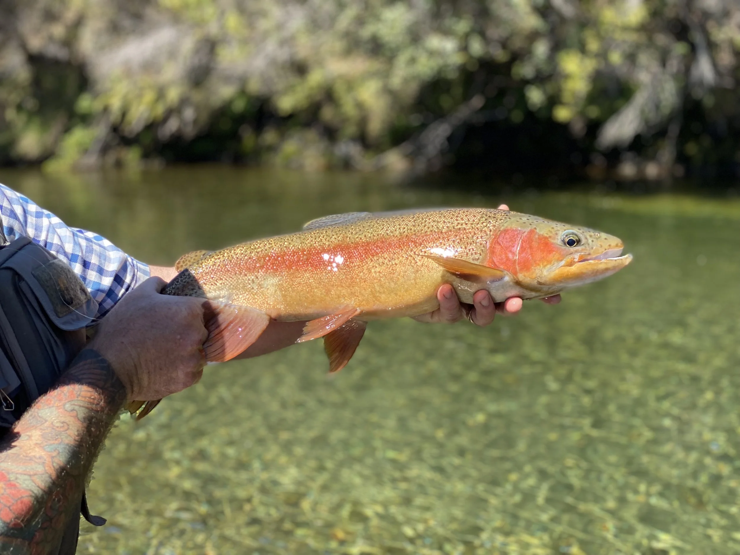 Luxury travel: Fly fishing in Taupō at Poronui Lodge