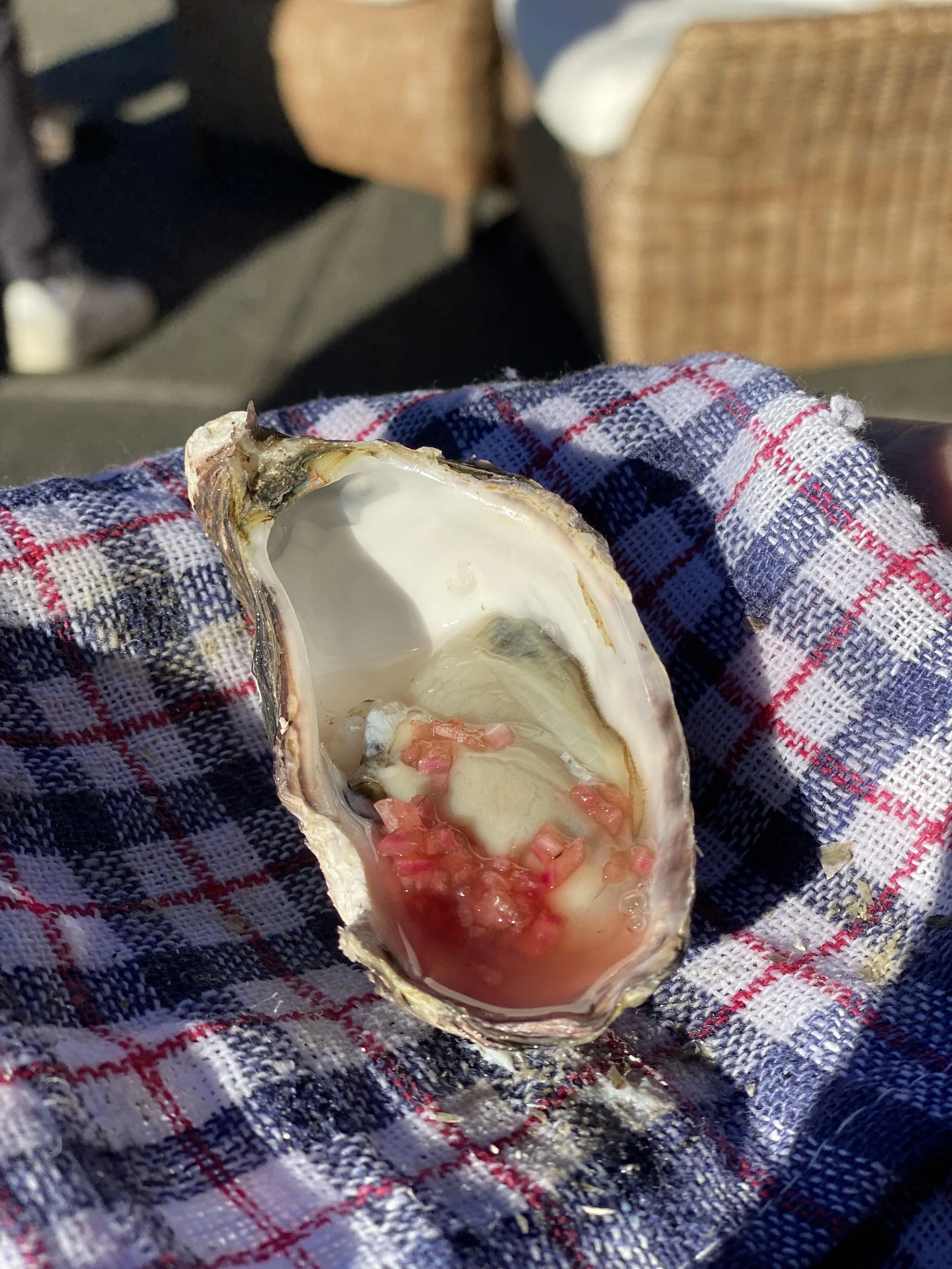 Oysters.jpg