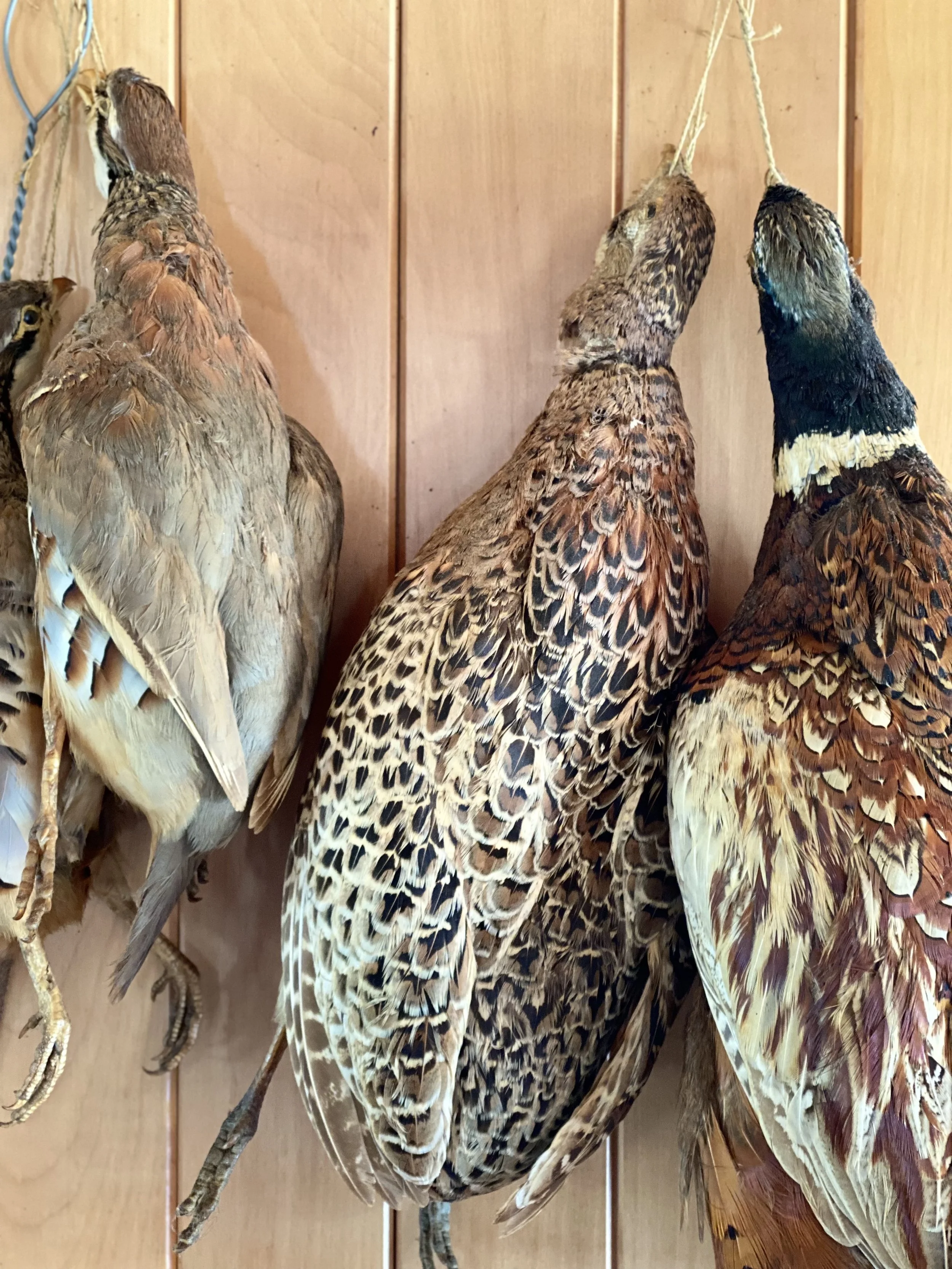 Poronui pheasants.jpg