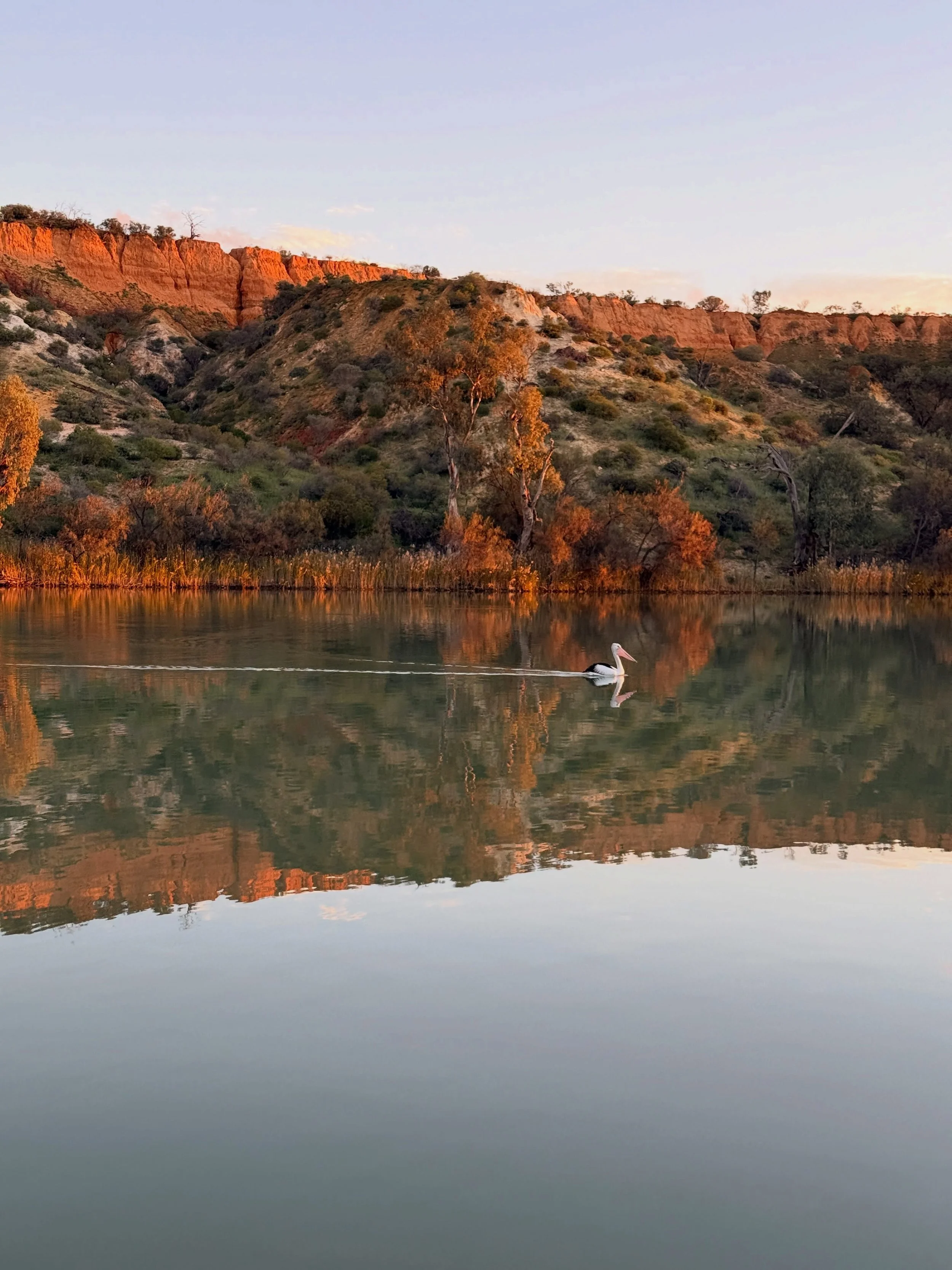 It&rsquo;s been a treat to visit South Australia this week, exploring the Murray, Australia&rsquo;s longest navigable river, on First Nations Erawirung land. 

I&rsquo;ve walked its banks (42 kms over 4 days), navigated its oxbows on a solar-powered 